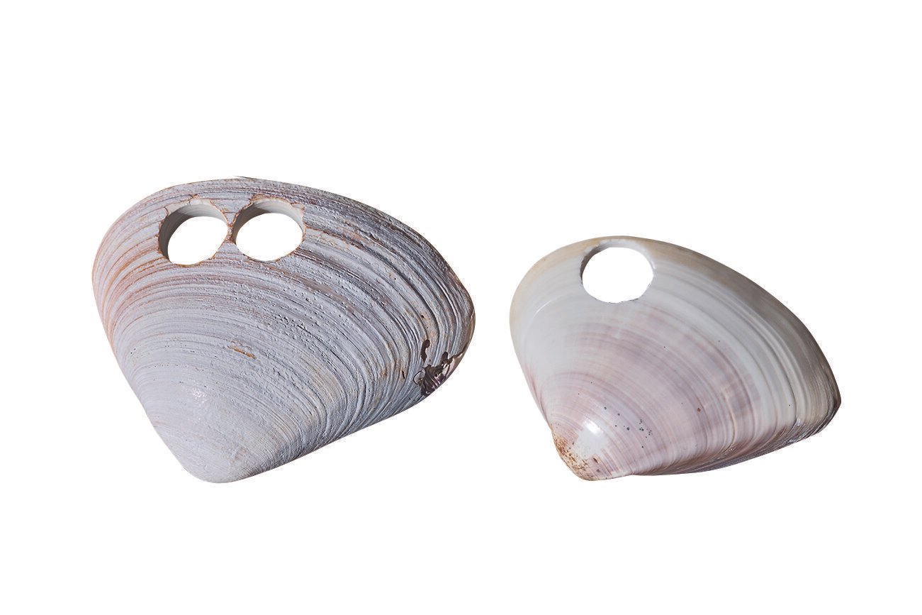 酒が呑めるほど美しい碁石！（ハマグリ碁石職人・下鶴美文さん