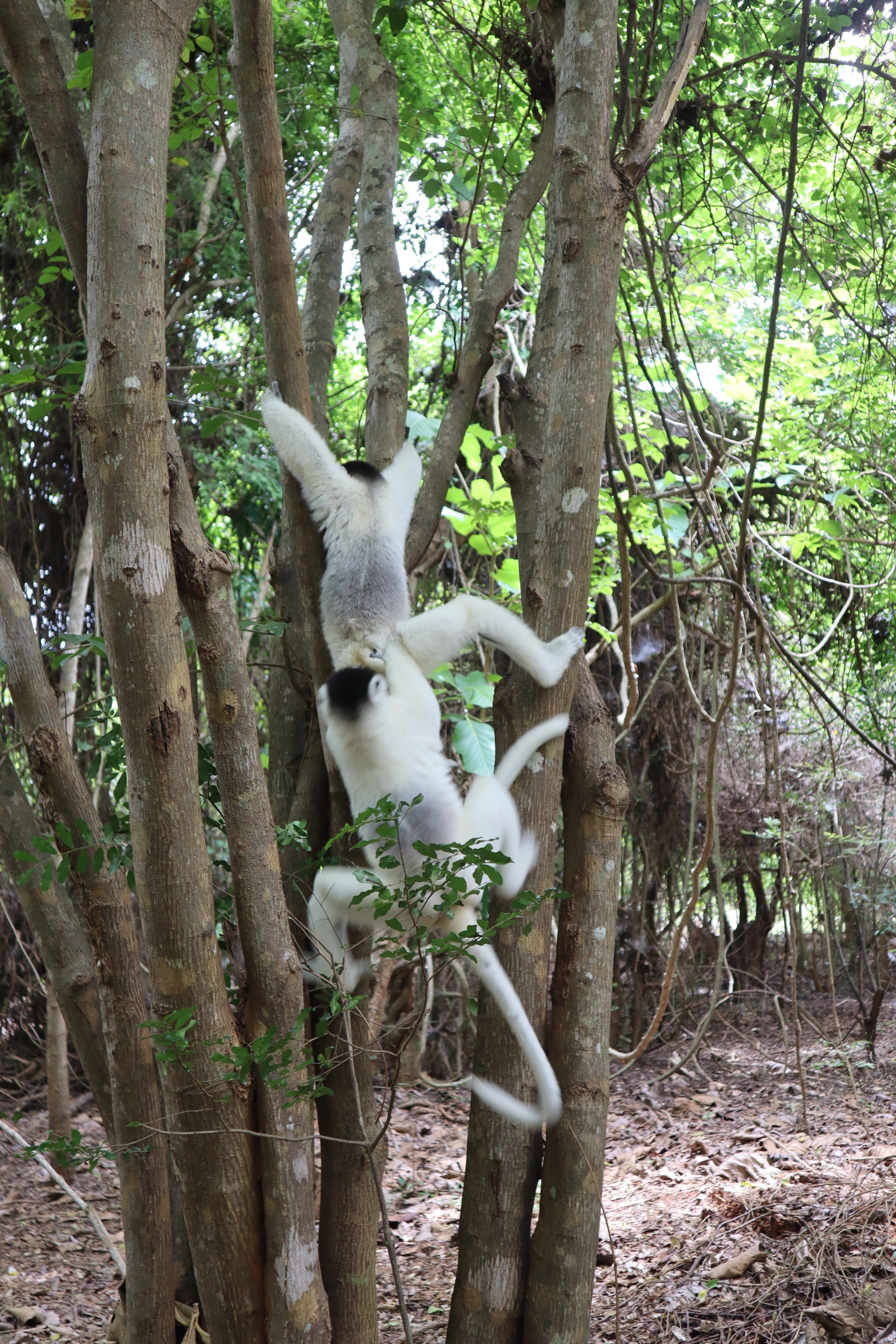 Day 236: モロンダバ①キツネザル、海、バオバブ！！｜おくらってぃ