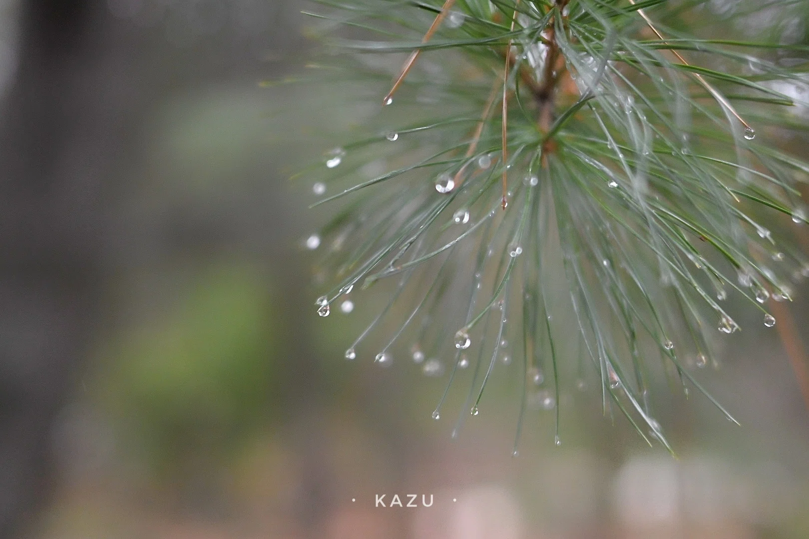 せっかくの雨なので写真を撮ろう｜kazukame12