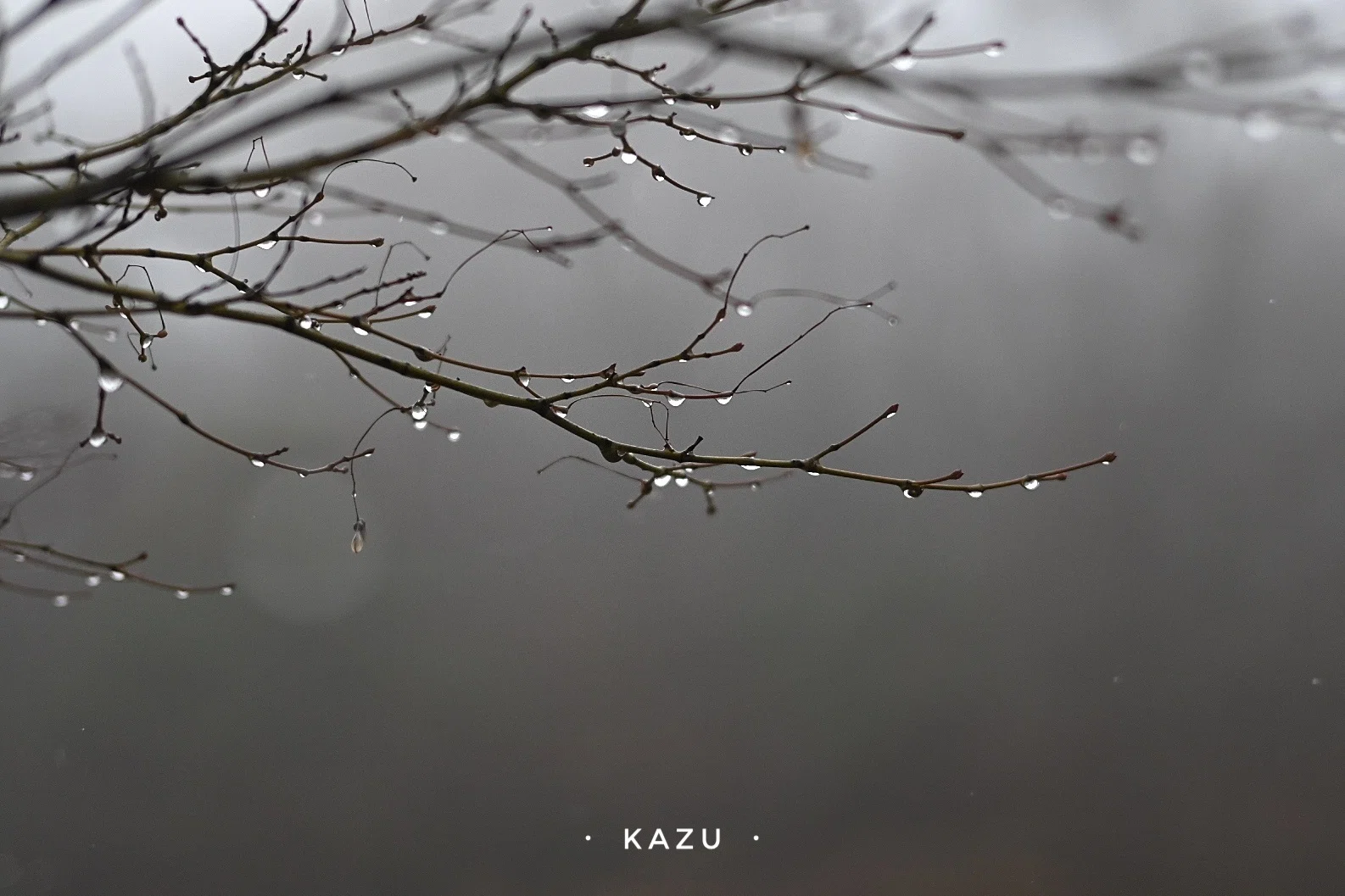 せっかくの雨なので写真を撮ろう｜kazukame12