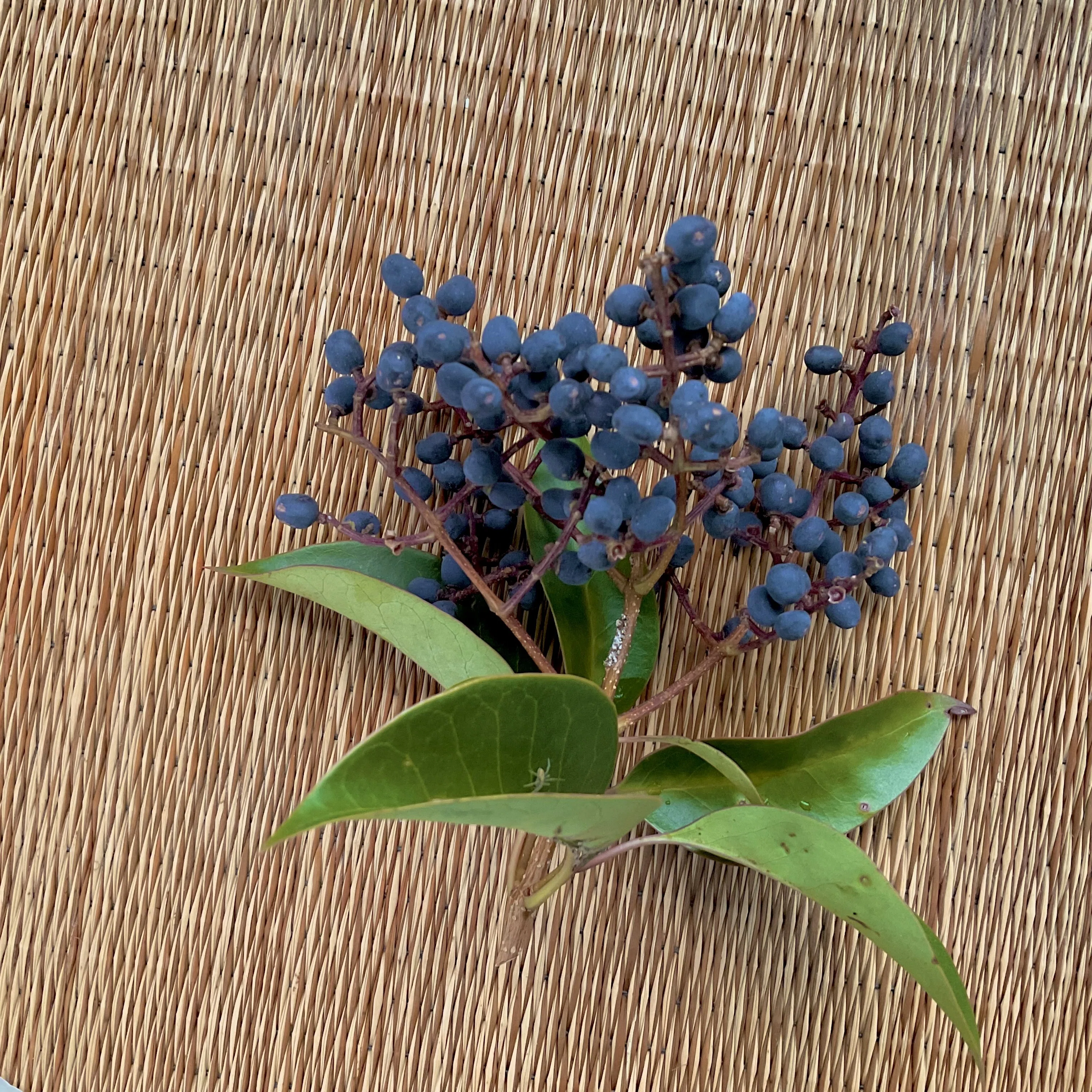 落ちついた中にも華やかさがある？葉実の小紋 4月中旬に見える上高地の植物たち