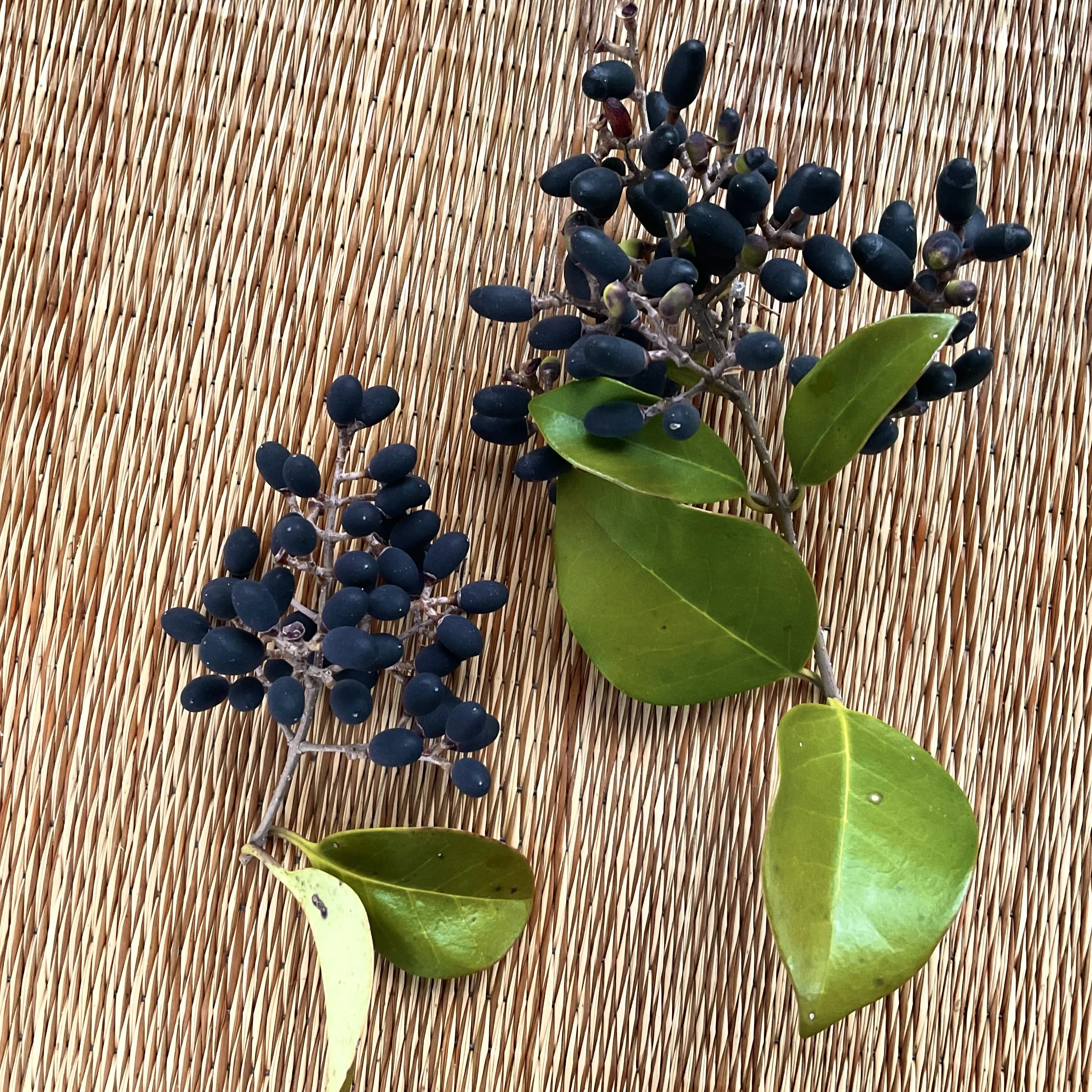 落ちついた中にも華やかさがある？葉実の小紋 野草研究10 ネズミモチの季節｜北鎌倉野草部