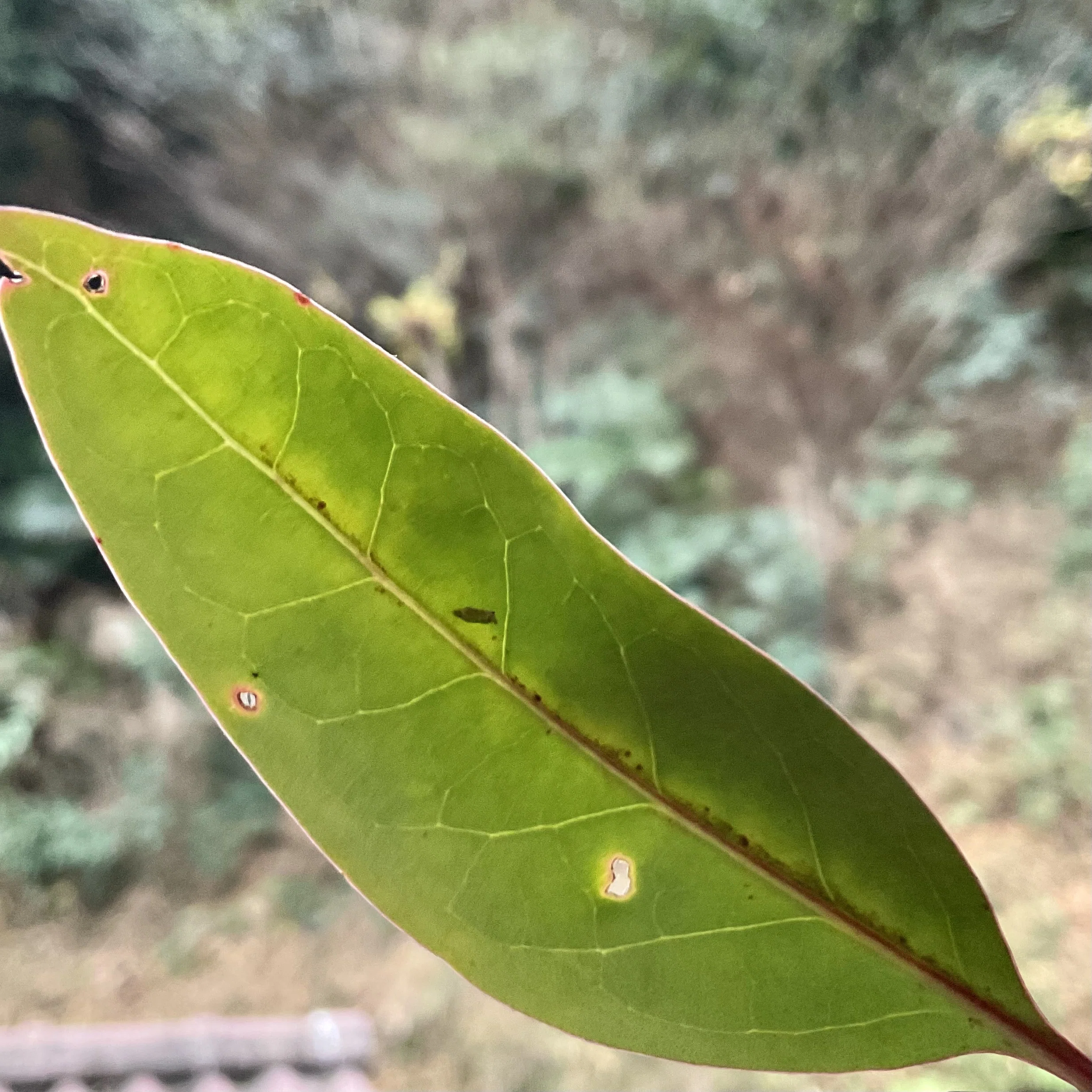 野草研究10 ネズミモチの季節｜北鎌倉野草部