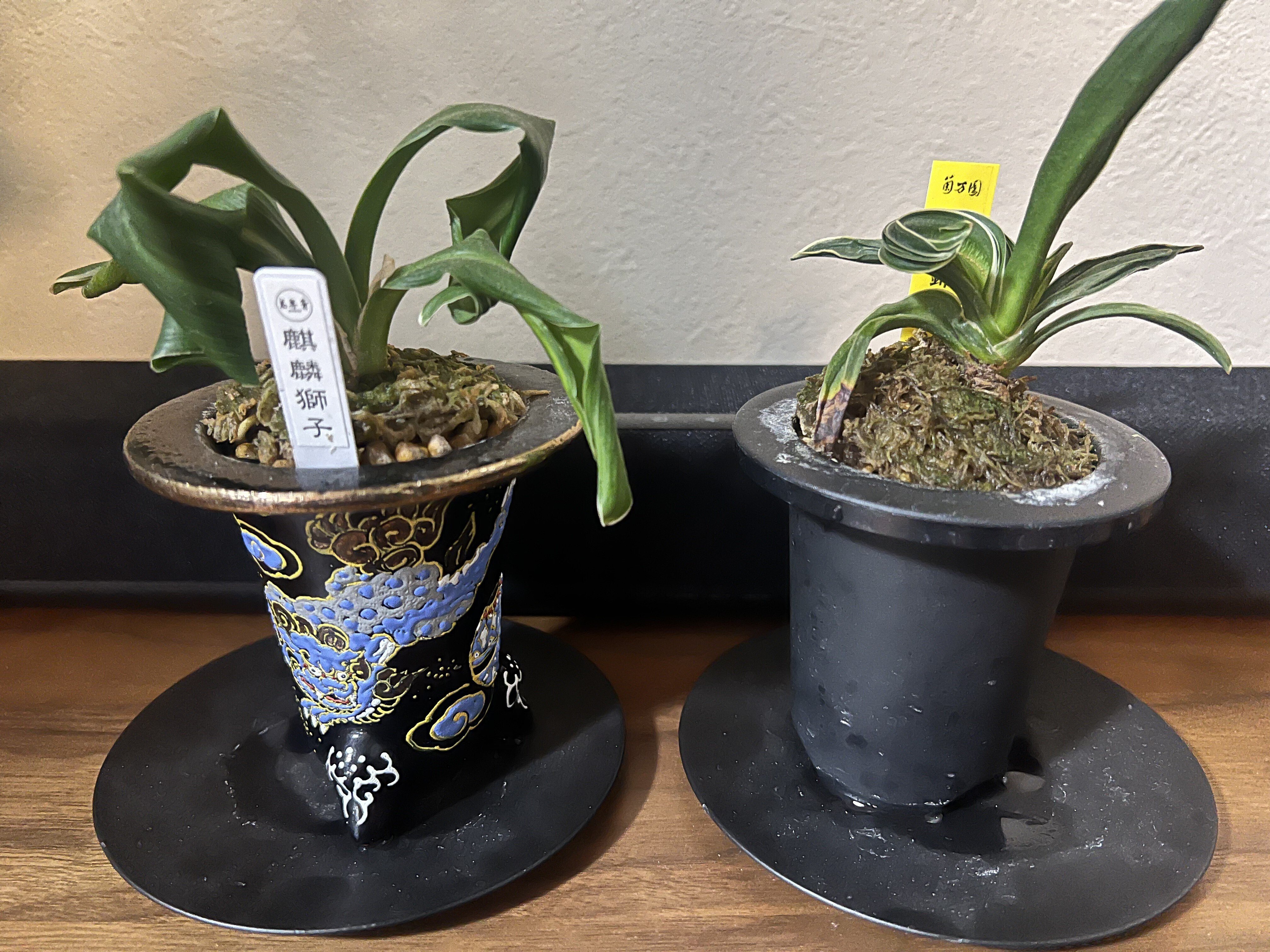 古典園芸 万年青 雲上錦｜himekuri365