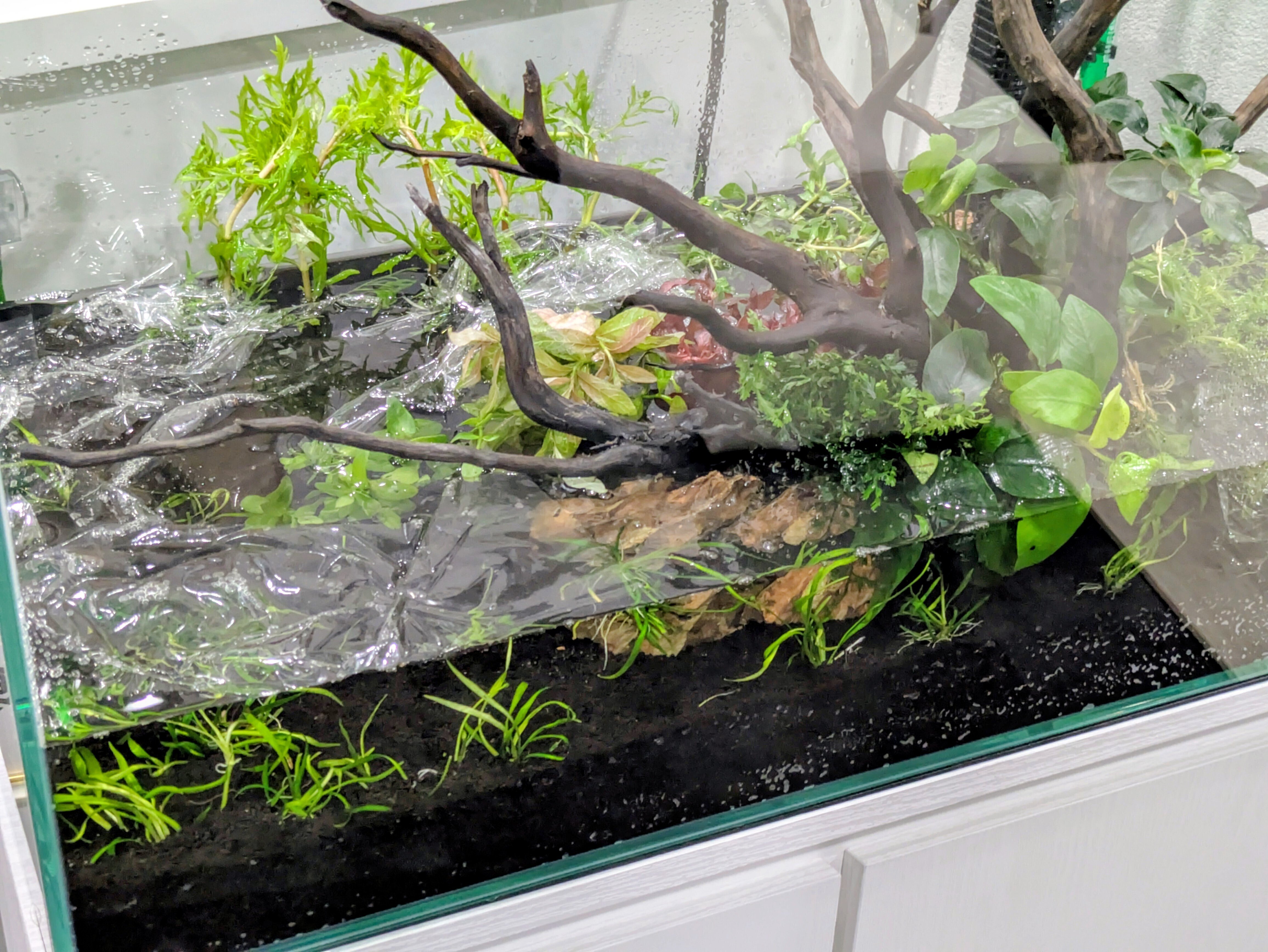 ✴️久々の水槽の立ち上げ｜エビ好きな薬屋の戯言🦐