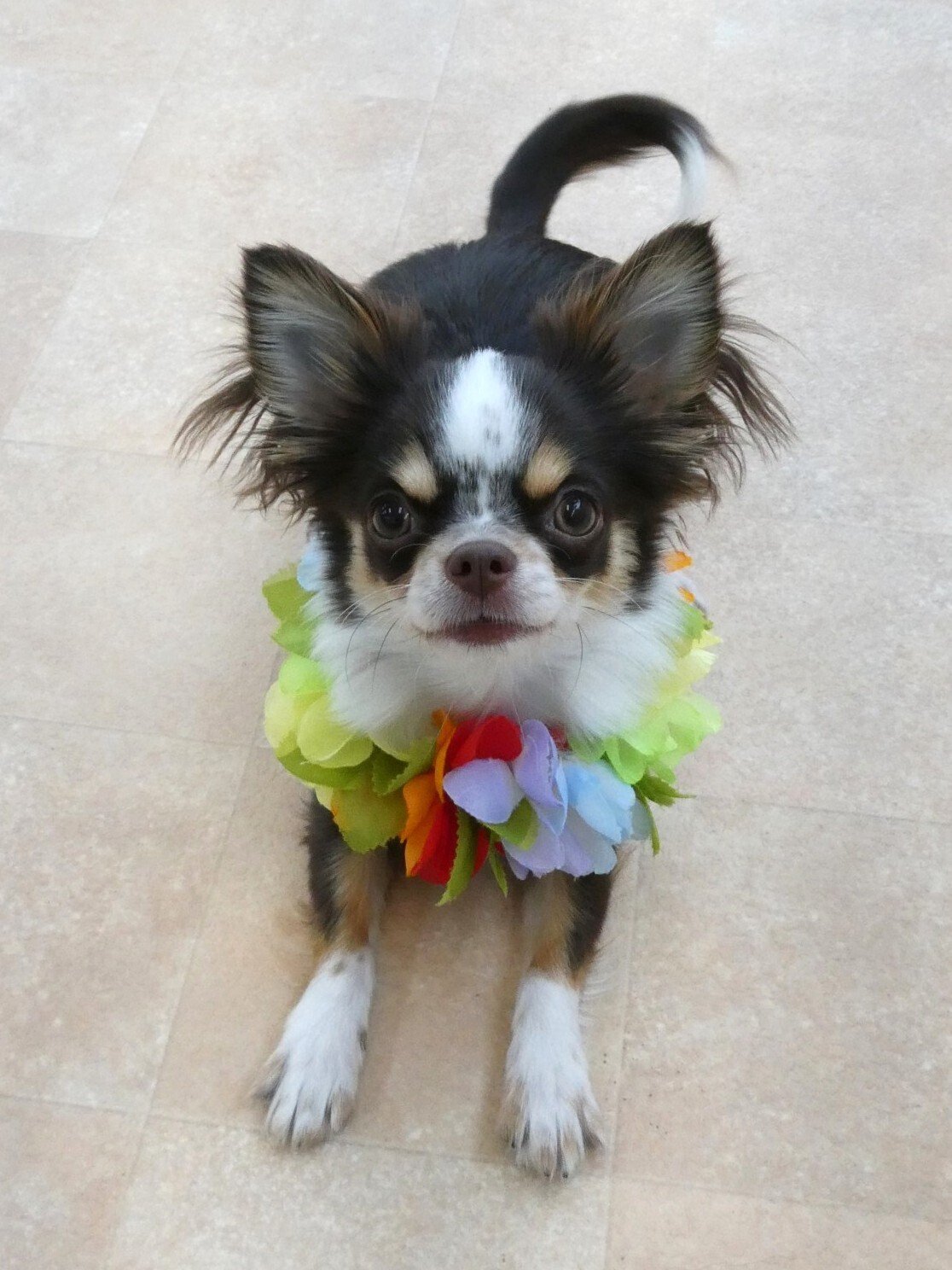 新入犬のチワワの【ラスティ・天くん】＆トイプードルの【モネちゃん