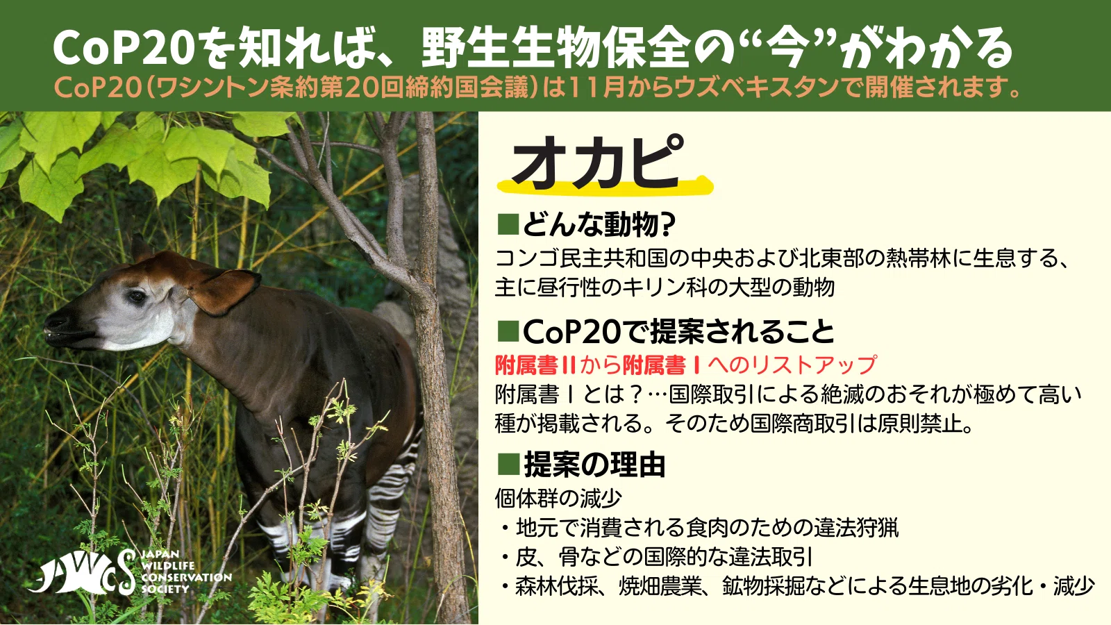 CITES CoP20】附属書改定提案 ①狩猟対象の動物たち｜認定NPO法人 野生