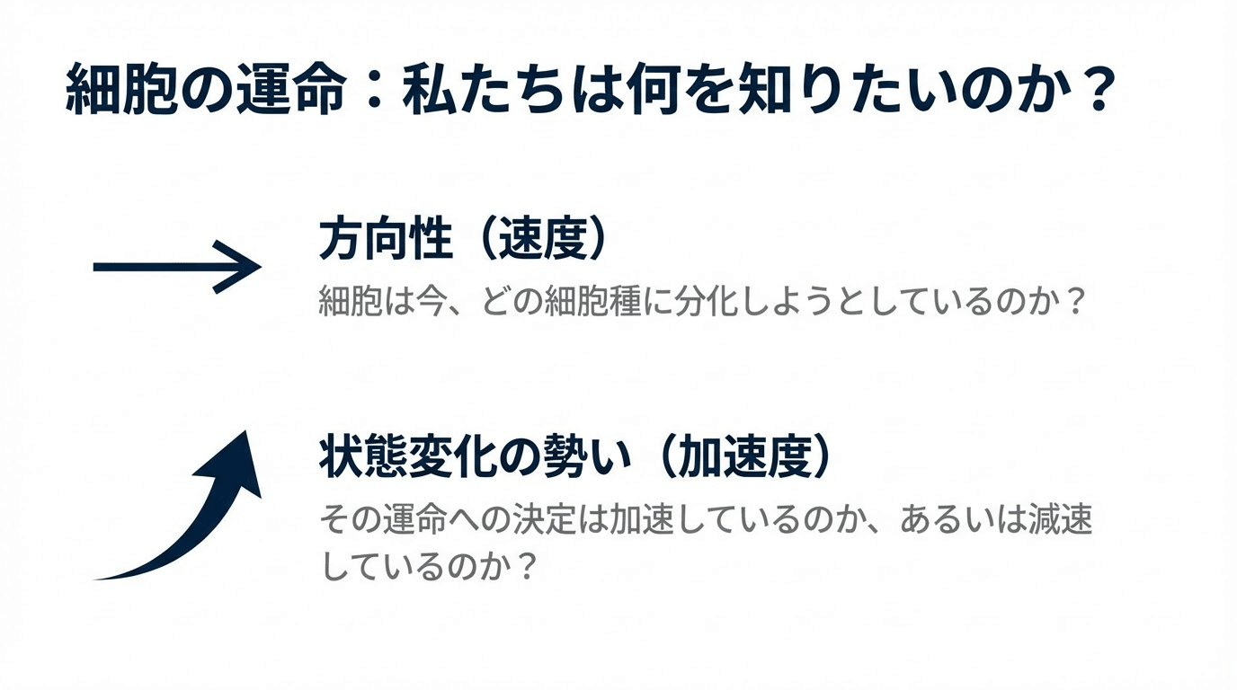 細胞の「加速度」を測る新技術：ddHodgeが解き明かす発生の秘密｜福岡 浩二