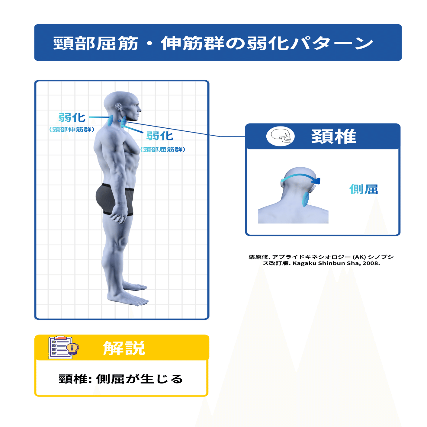 姿勢分析に役立つ筋弱化パターン③ー頭頸部・体幹・上肢・肩甲帯ー