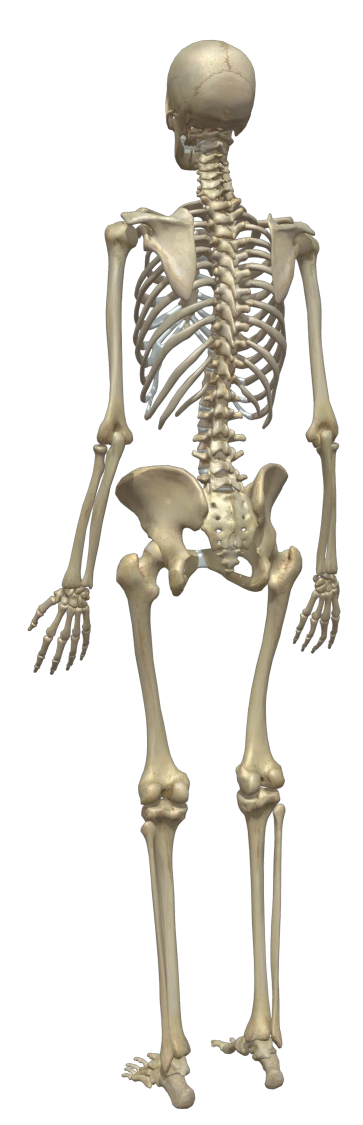 https://meditor3d.com/