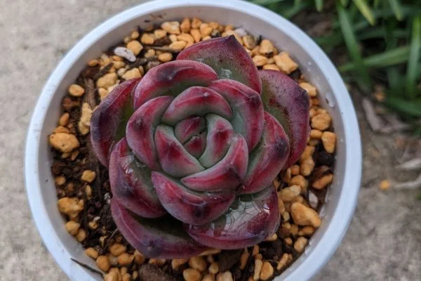 多肉植物がメルカリで売れた時の第四種梱包方法を写真を使って詳しく