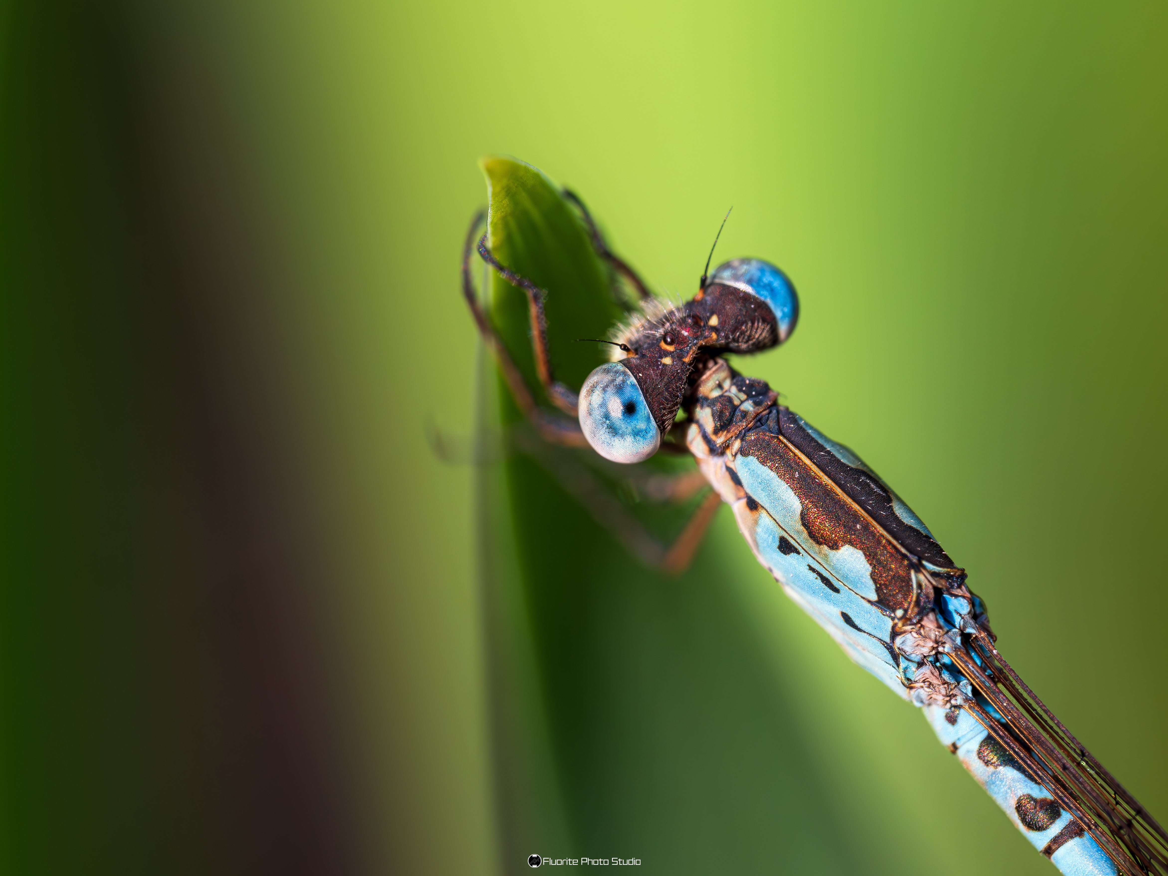 寄稿】トンボを撮りにいこう！〜トンボを被写体にした作品づくりの楽し