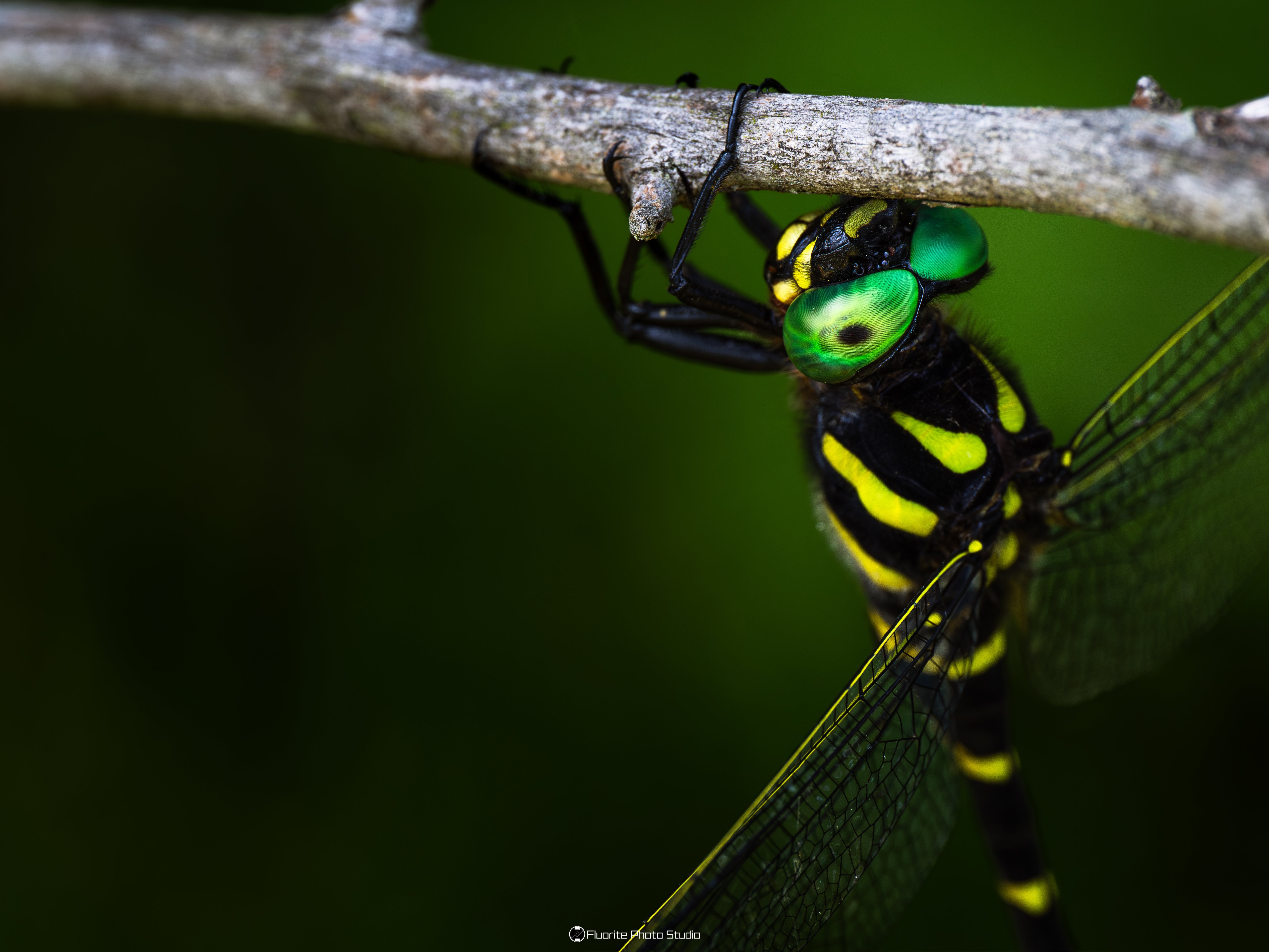 寄稿】トンボを撮りにいこう！〜トンボを被写体にした作品づくりの楽し