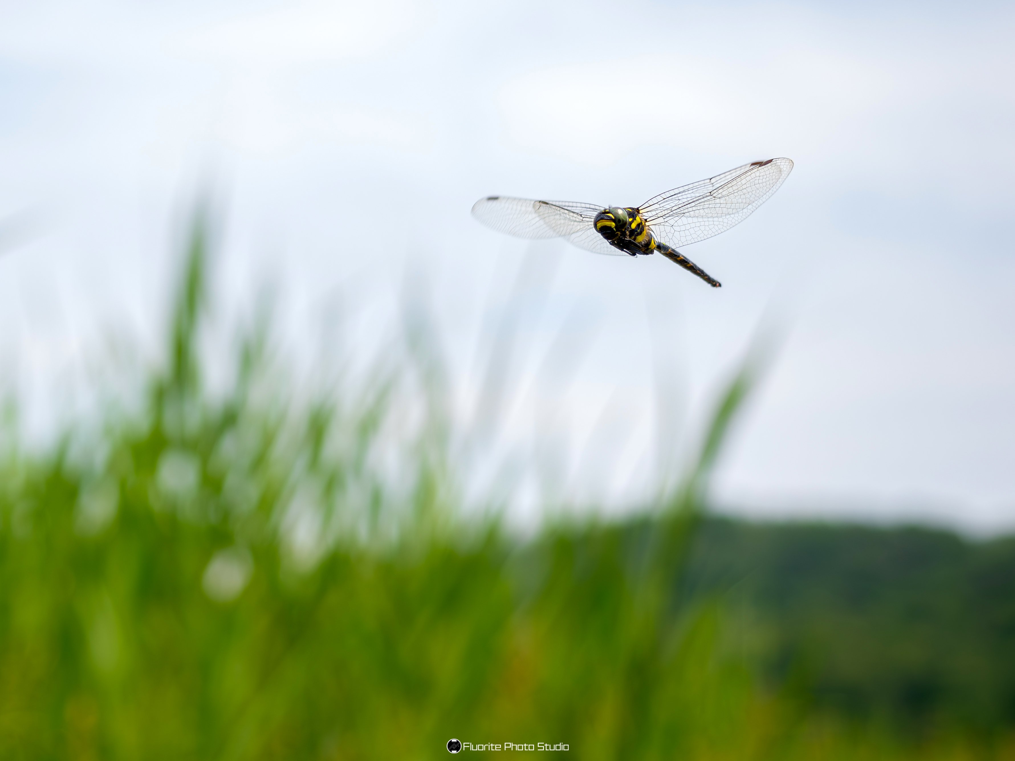 寄稿】トンボを撮りにいこう！〜トンボを被写体にした作品づくりの楽し