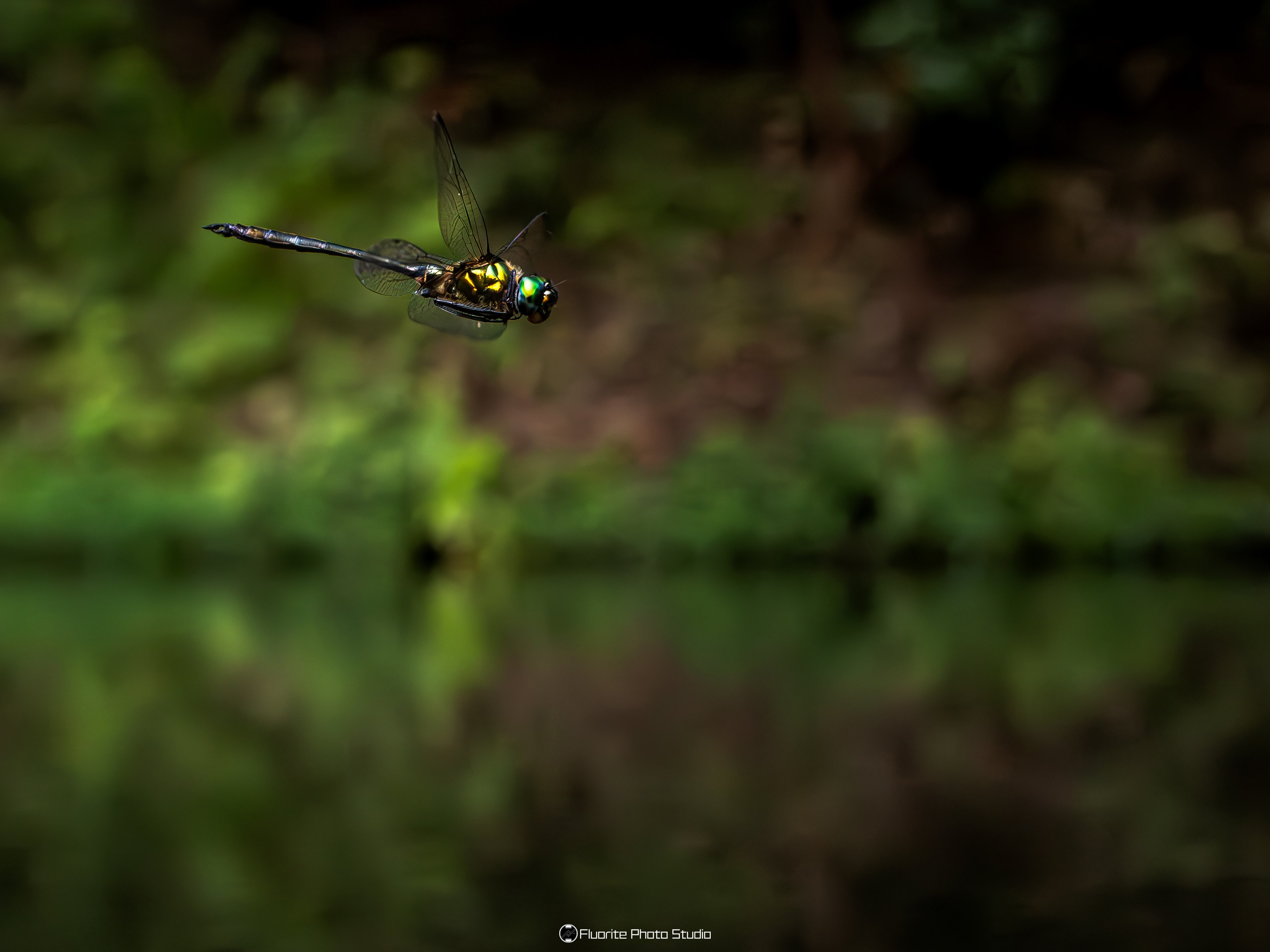 寄稿】トンボを撮りにいこう！〜トンボを被写体にした作品づくりの楽し