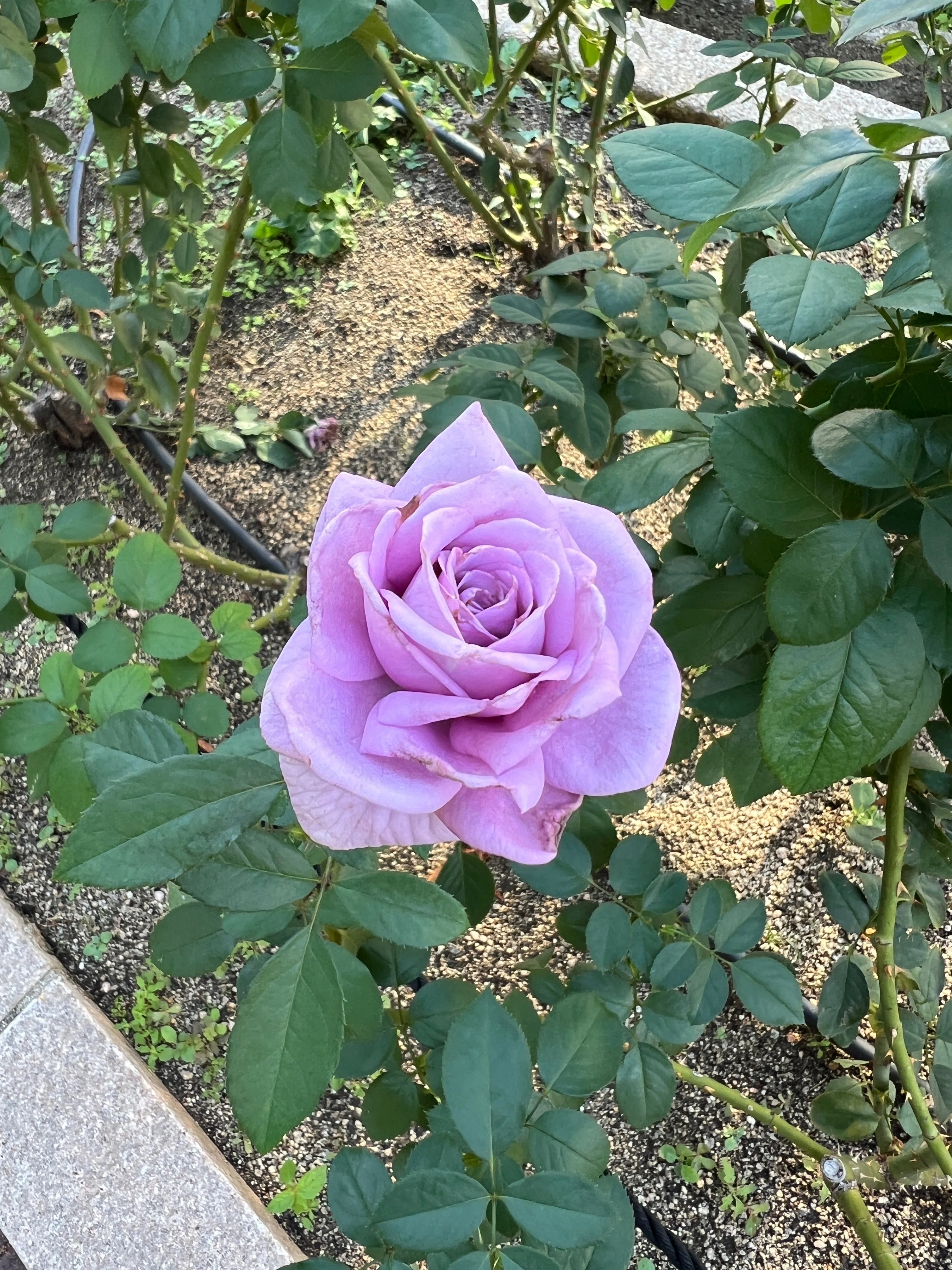 🇯🇵Sweet Moon 🌹 Nakanoshima Rose Garden｜ぱぽにゃん🌹薔薇を