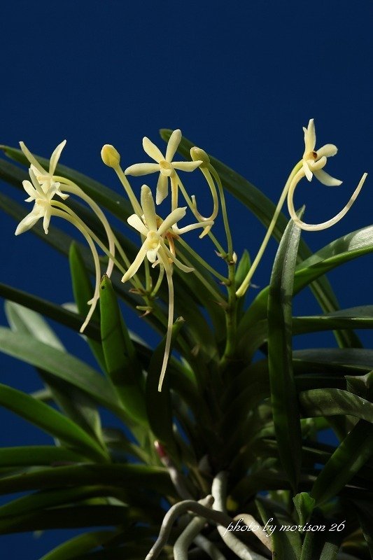 富貴蘭　黄昏(黄金葉＆黄根＆黄花) Rth. Hsinying Fancy Gold 'Oct Firework' 4N x Blc. Golden Zelle