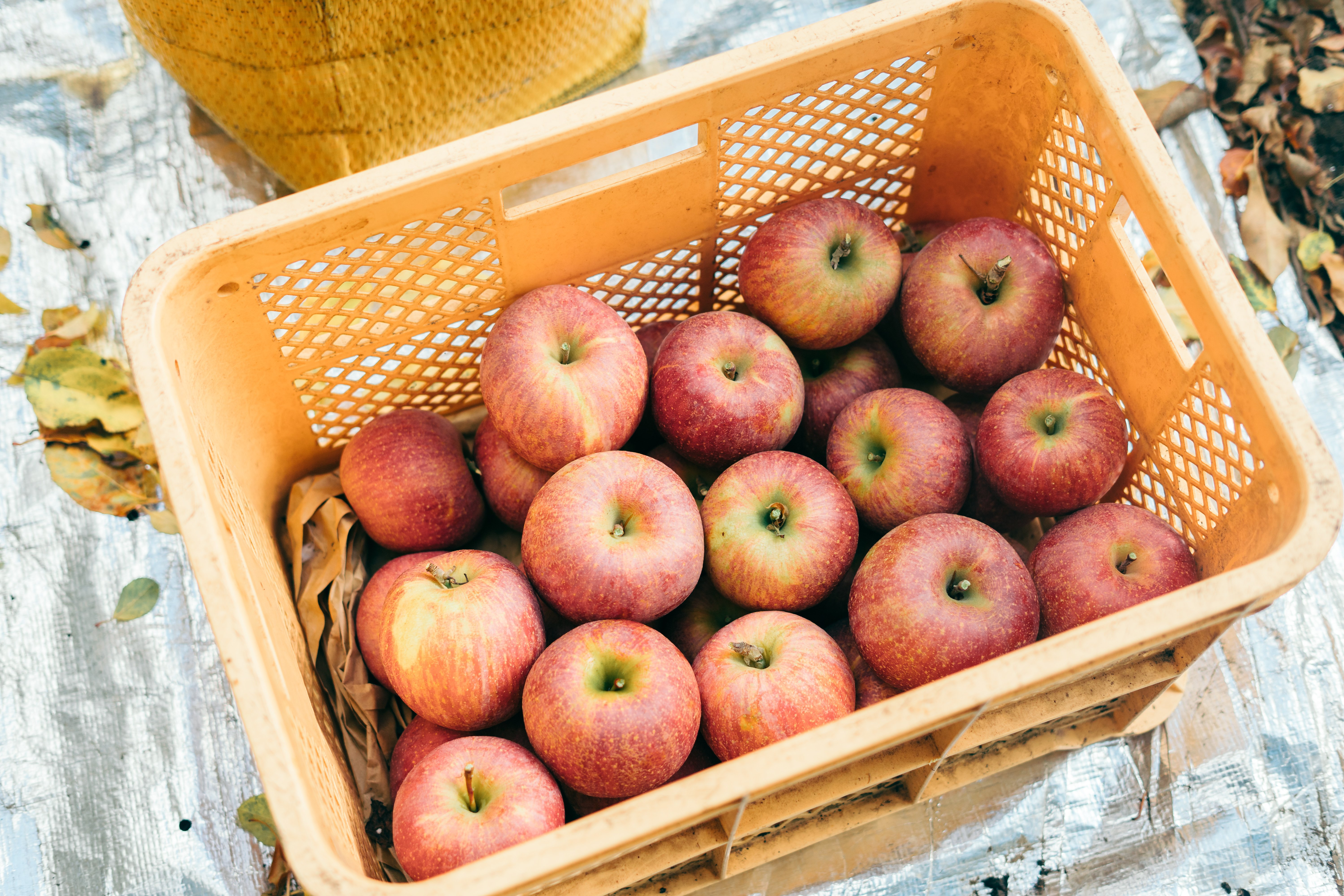 しいりんさん専用　21シリーズ　セット ギフトセットB-1【ご予約承り中】 | 大島農園 りんご専門