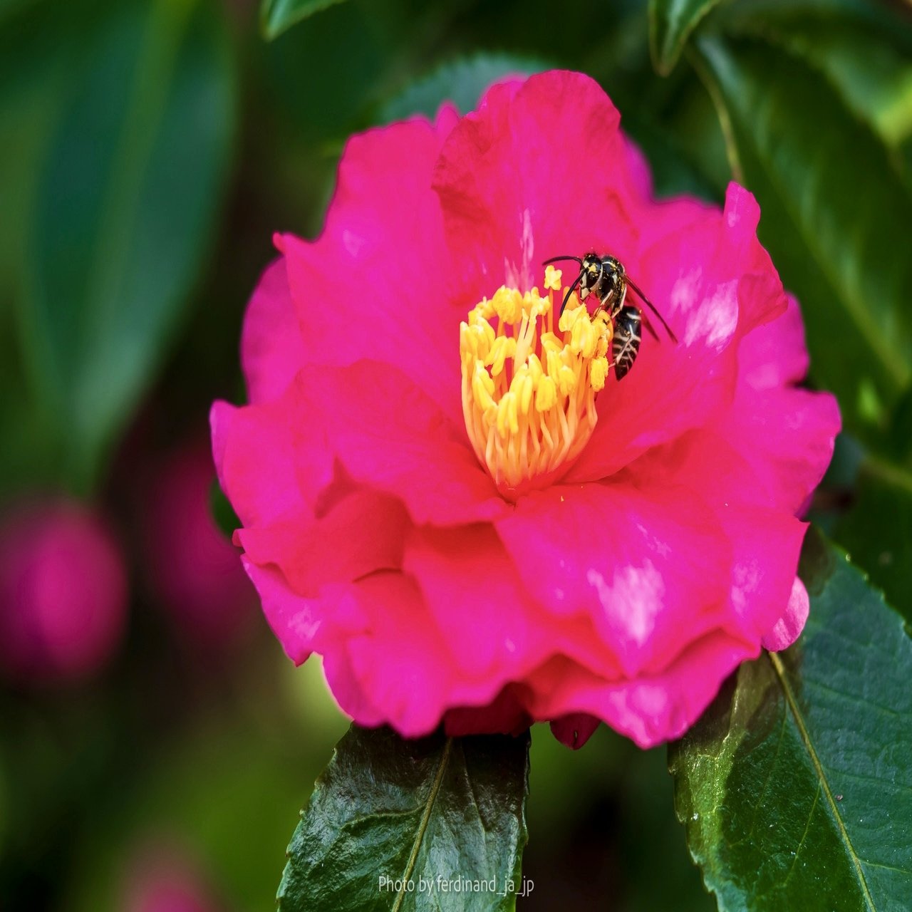 雲仙仁田峠 ミヤマキリシマに包まれる春の風景, image size:1920x1280