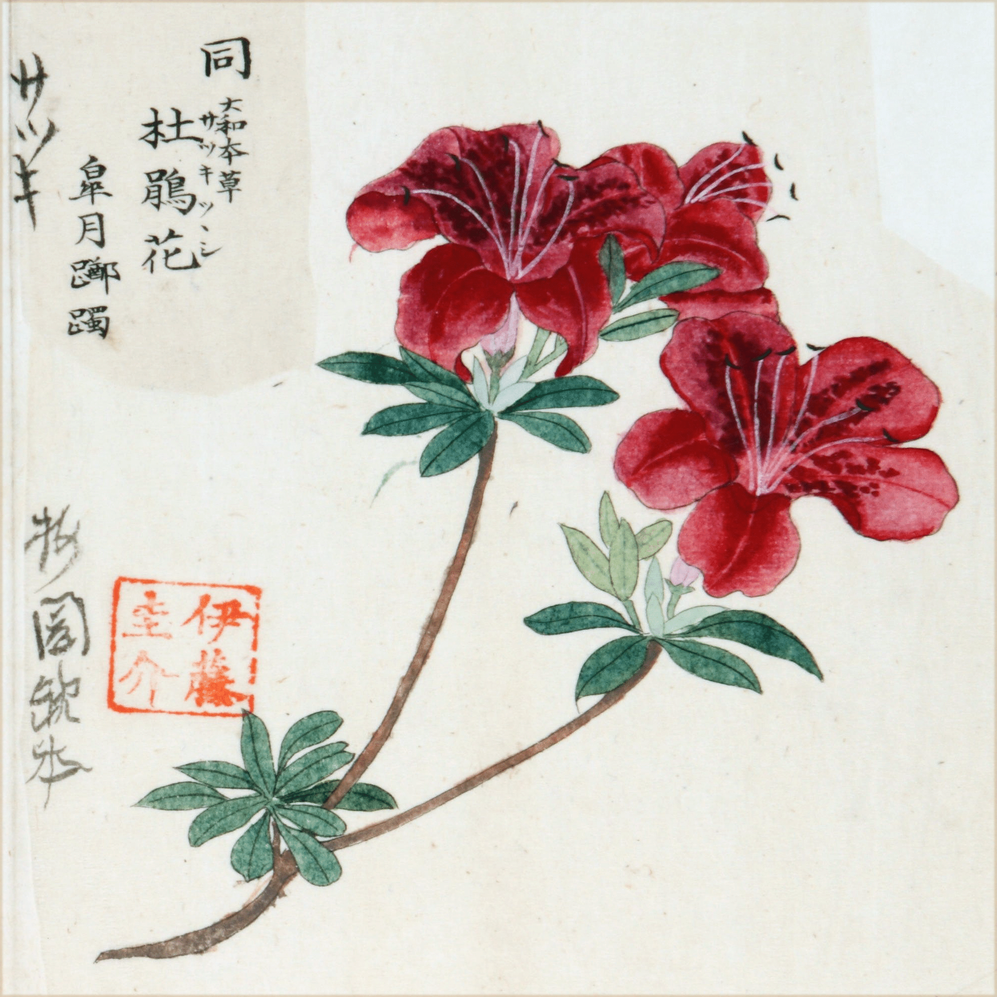 217．本草学から植物学へ 伊藤圭介のツツジ4｜sasayan