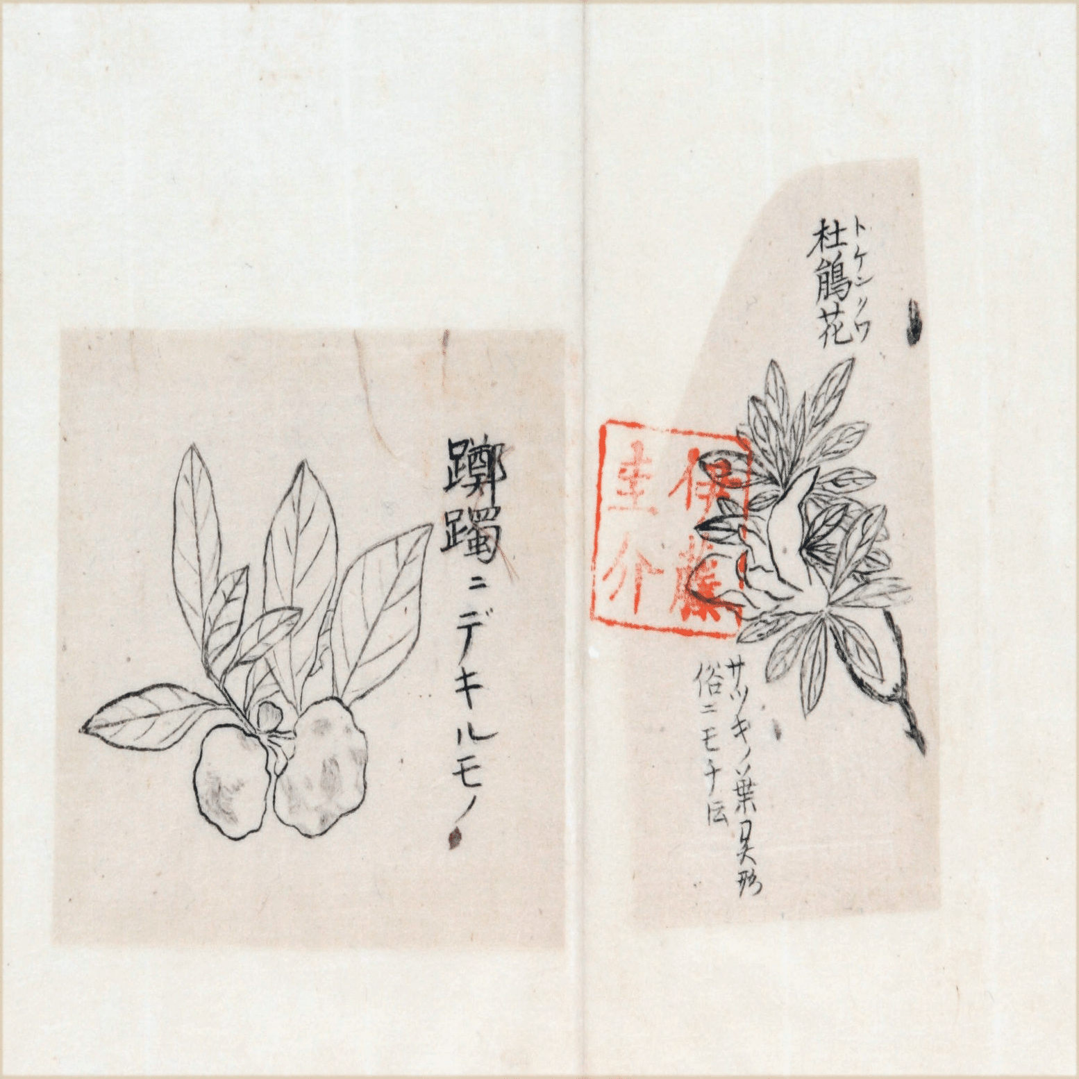 217．本草学から植物学へ 伊藤圭介のツツジ4｜sasayan