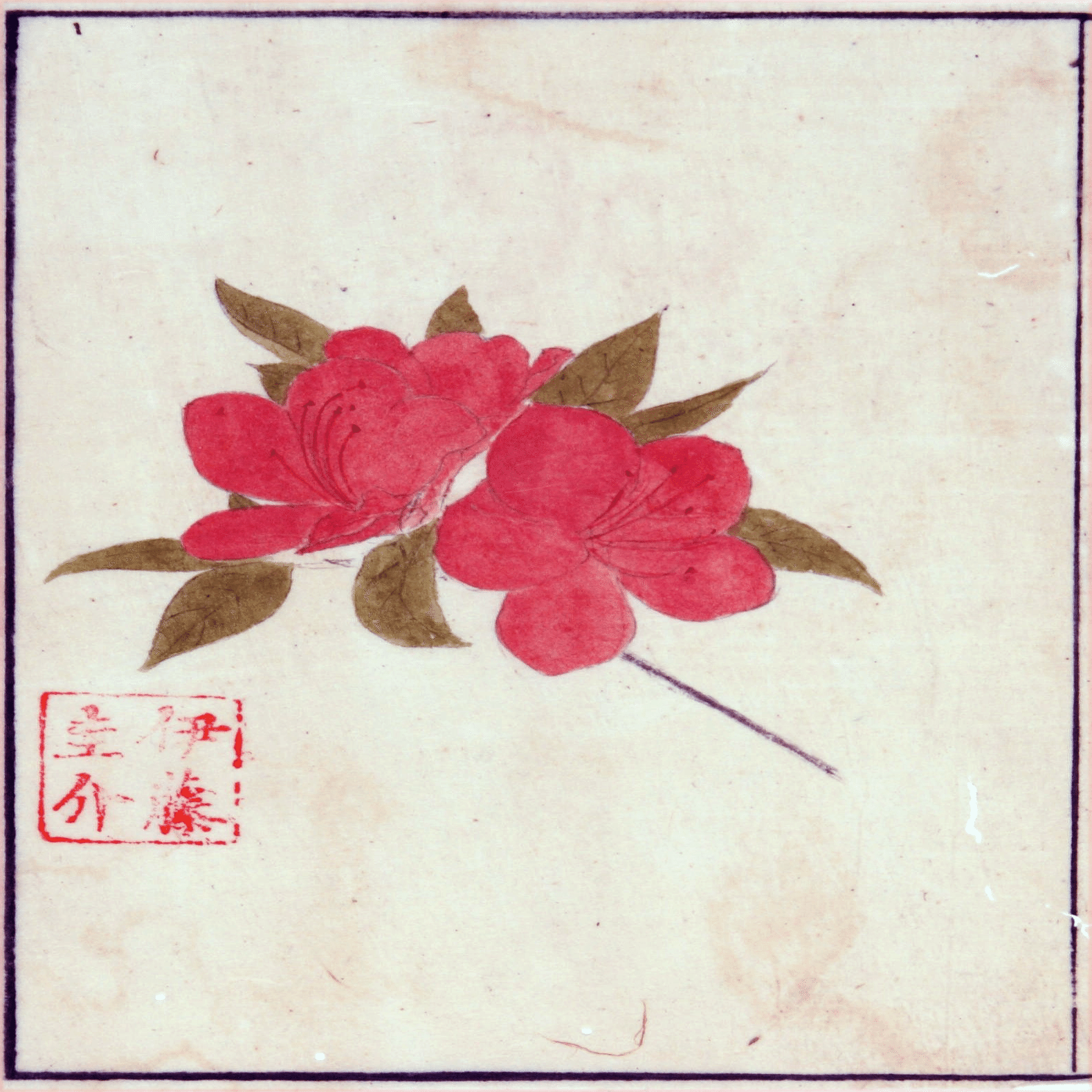 217．本草学から植物学へ 伊藤圭介のツツジ4｜sasayan