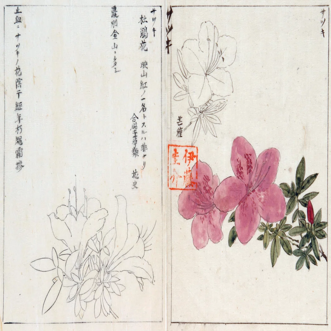 作者不詳/初夏花図/ツツジ/掛軸/名家伝来/K-357　J 217．本草学から植物学へ 伊藤圭介のツツジ4｜sasayan