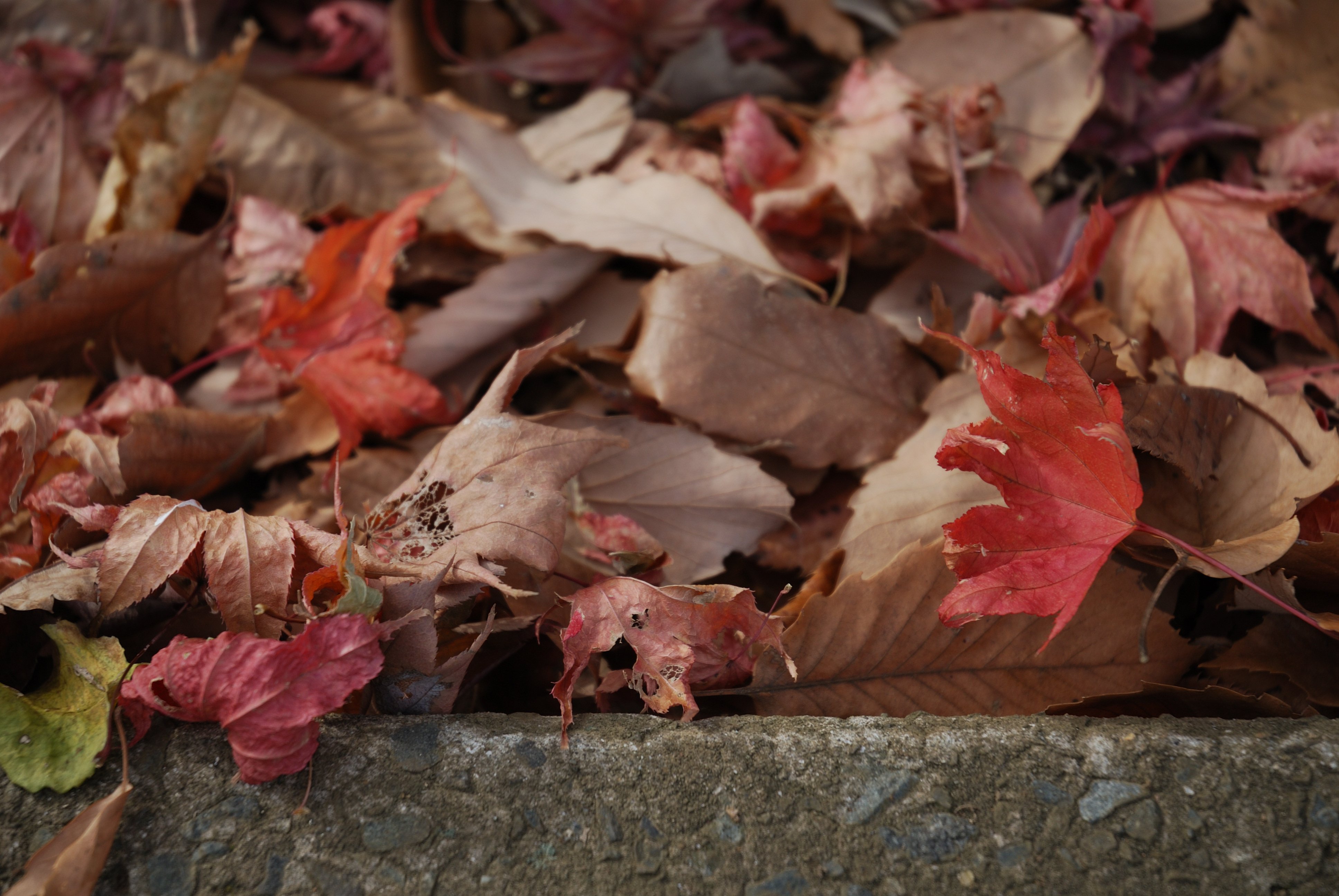 落ち葉#0001｜motoshikishi