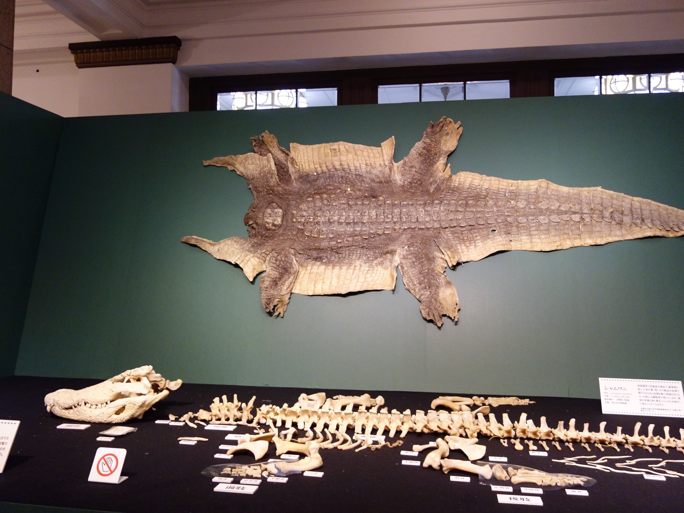 写真日記】科博でワニ展詣で｜羊の時刻(荻サカエ)