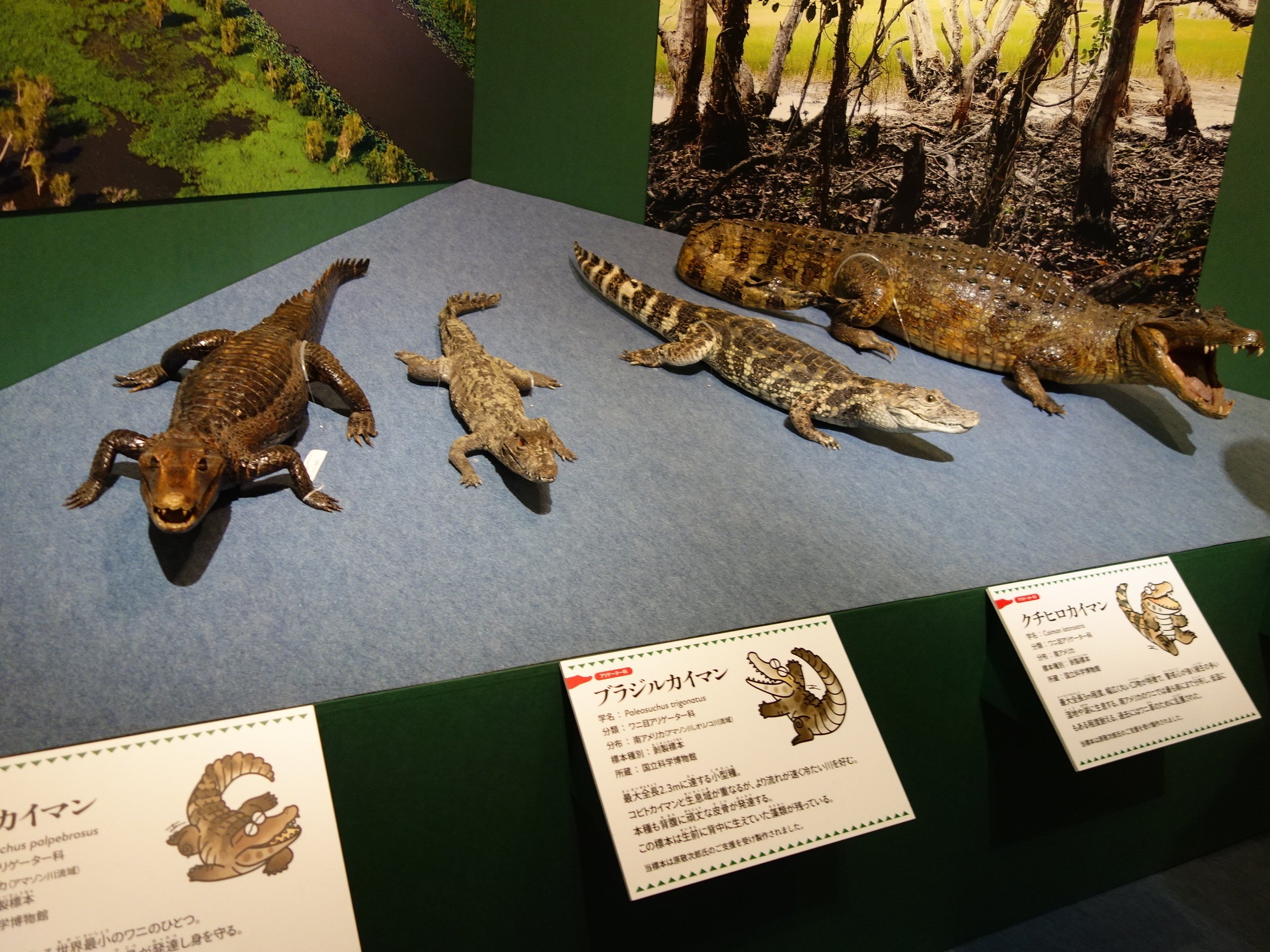 ３，ワニ剥製③ 上野にワニが出現？！ ｰｰｰｰｰｰｰｰ 📍国立科学博物館 企画展「ワニ」 2025