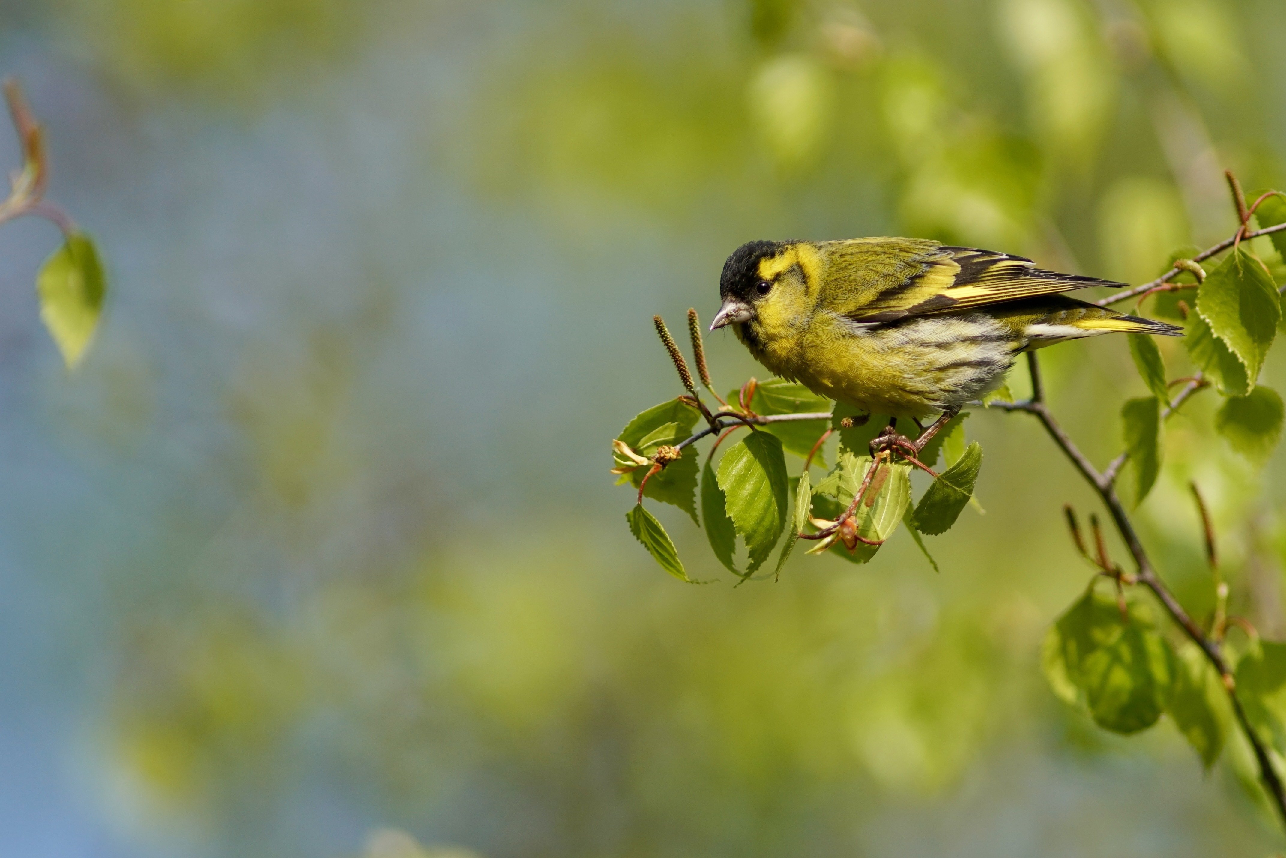 写真の最終形態の話｜TOLIMAN Hondα