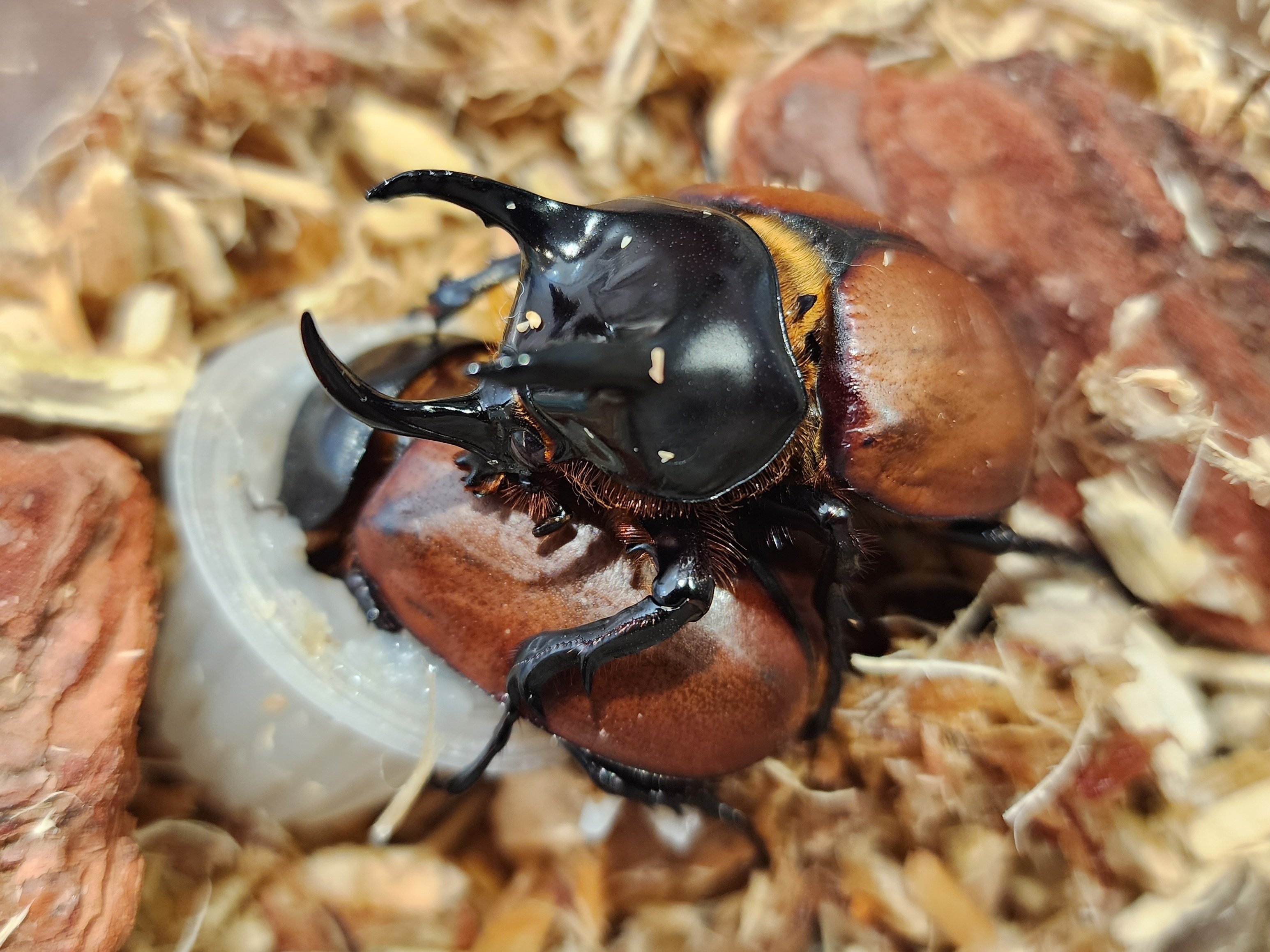サンボンヅノカブト産卵セット第一弾！｜ぷろそぽ