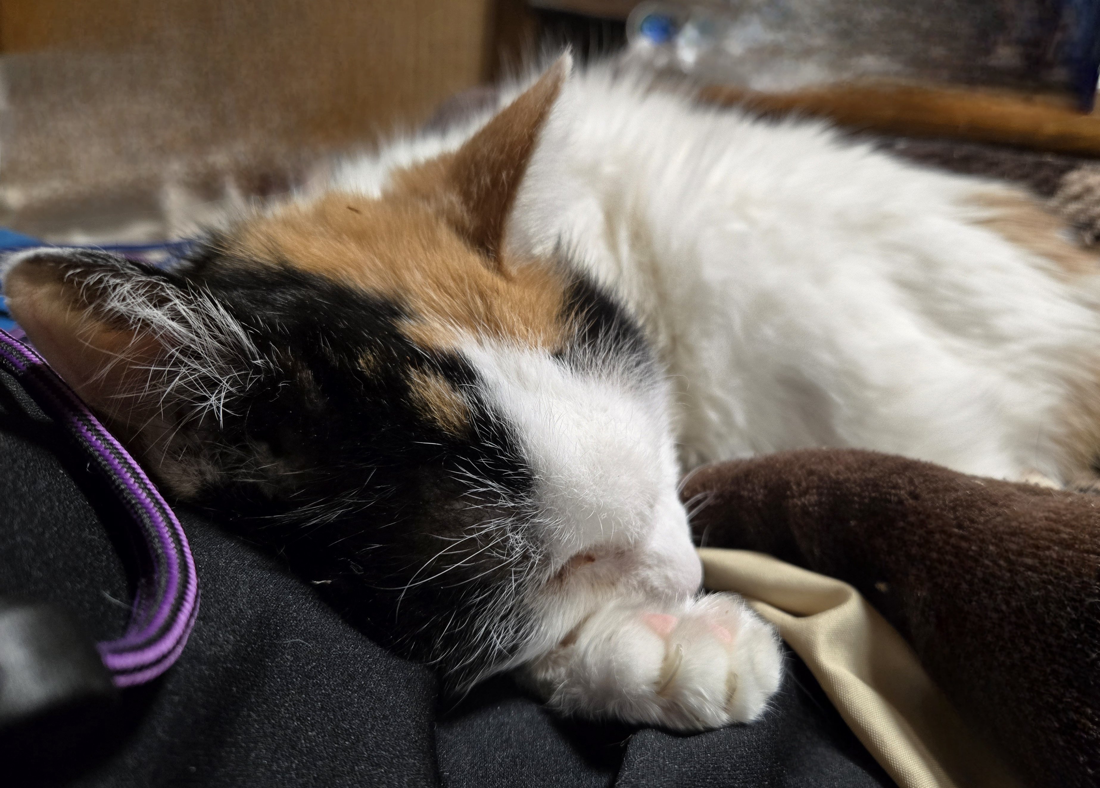 のんきげんきページ チャンピオンマシンのニーゴー版！ カワサキ「ニンジャZX-25R」クラス