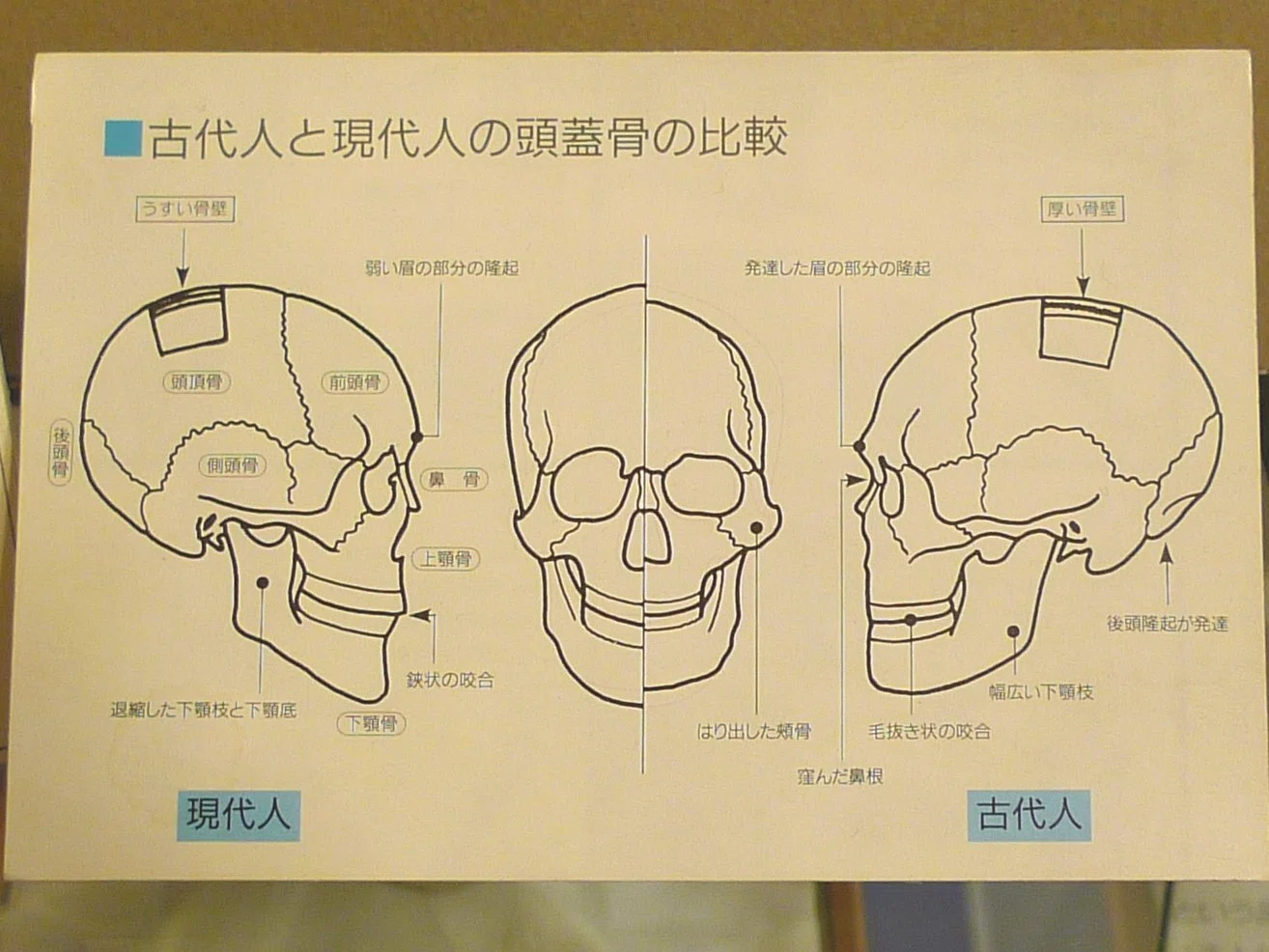 名古屋】マニアックすぎる！「歯の博物館」で見るディープな歯科の世界