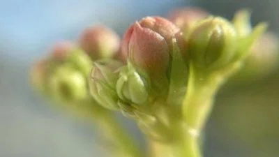 カランコエの蕾が開かない原因｜失敗しないための冬の管理方法｜lovely