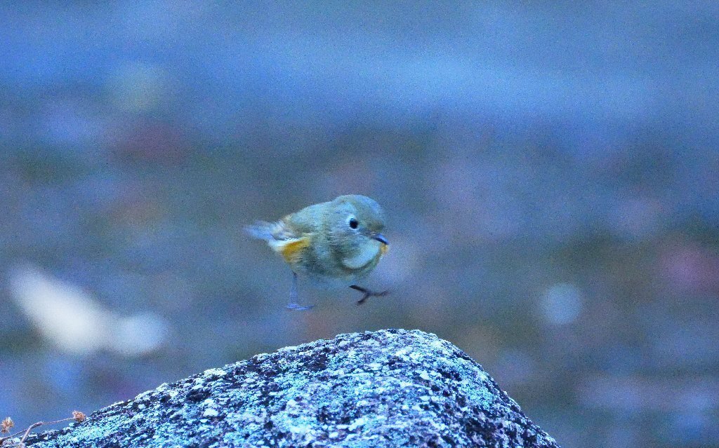 石の上で、ルリビタキオス（若鳥）｜z120