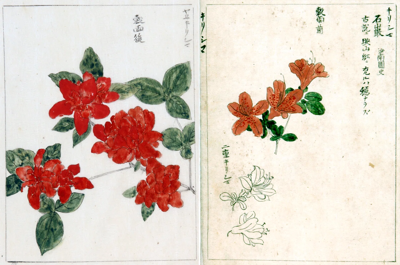 218．本草学から植物学へ 伊藤圭介のツツジ5 キリシマツツジ｜sasayan
