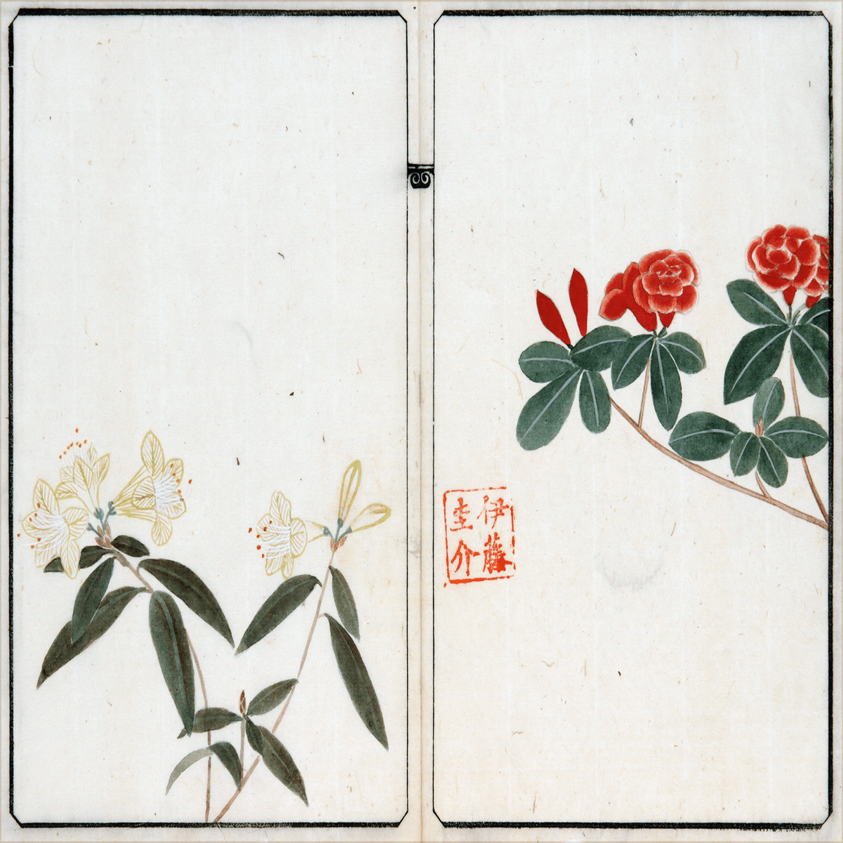 218．本草学から植物学へ 伊藤圭介のツツジ5 キリシマツツジ｜sasayan