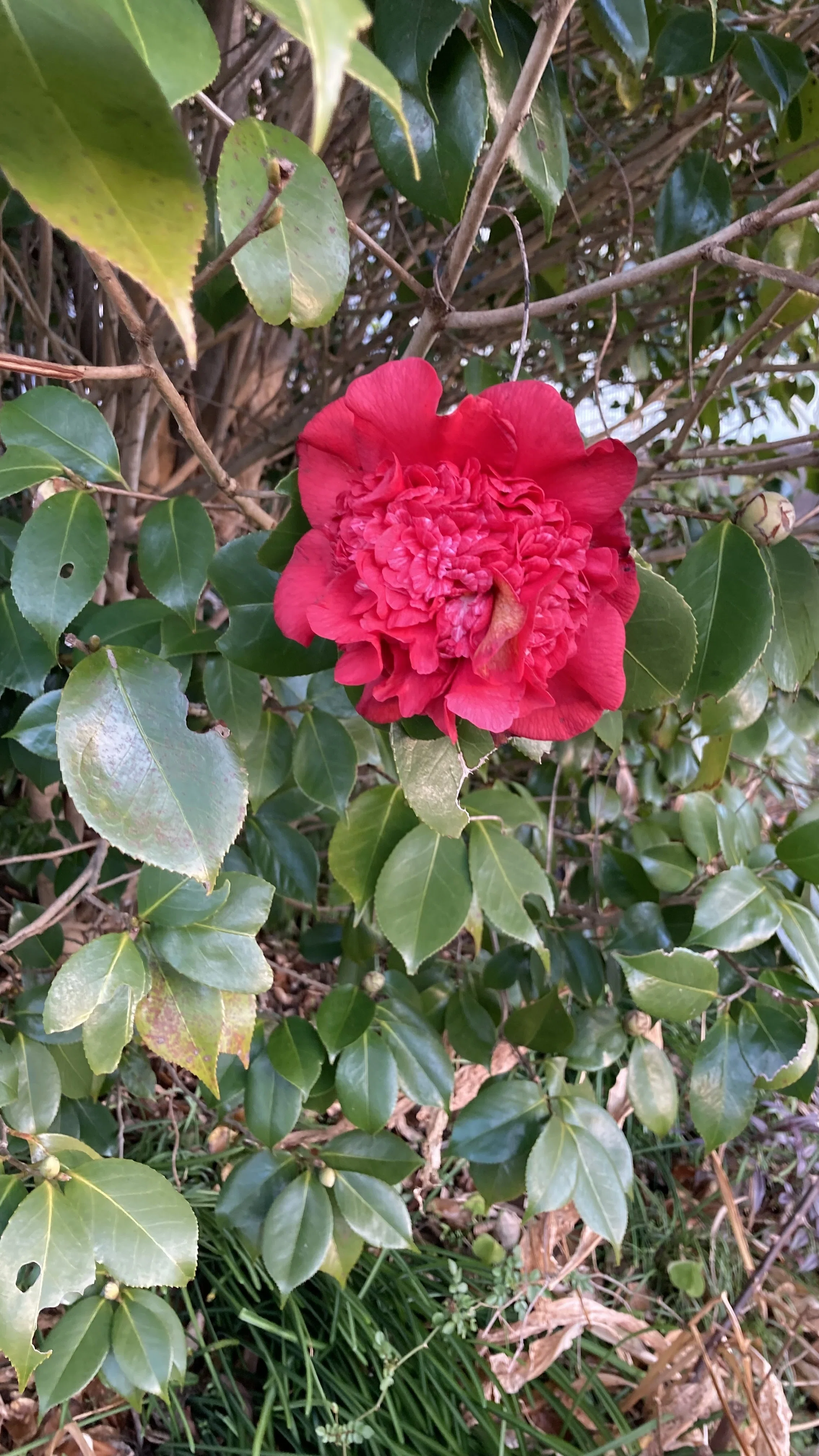 椿の花園散歩 散歩道で見かけた つばきの花｜H.Nicky