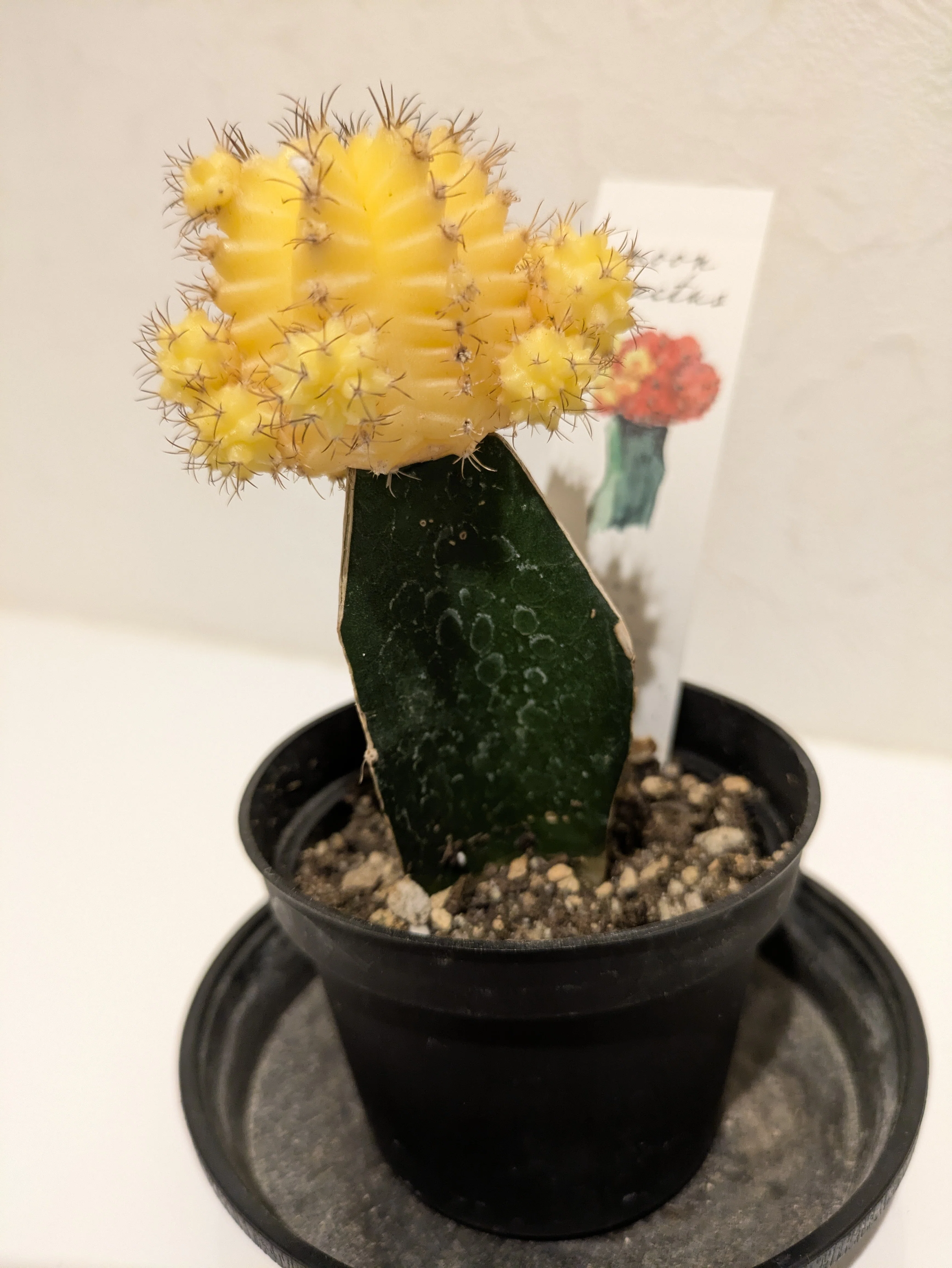 か*。様 イエロー サボテン 手のひらサイズ 手のひらサイズの植木鉢で、ミニサイズのウチワサボテン🌵を鑑