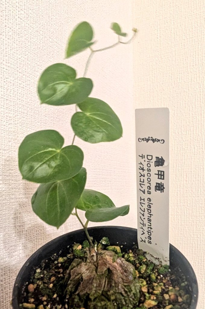 亀甲竜はじめまして｜葉のnote