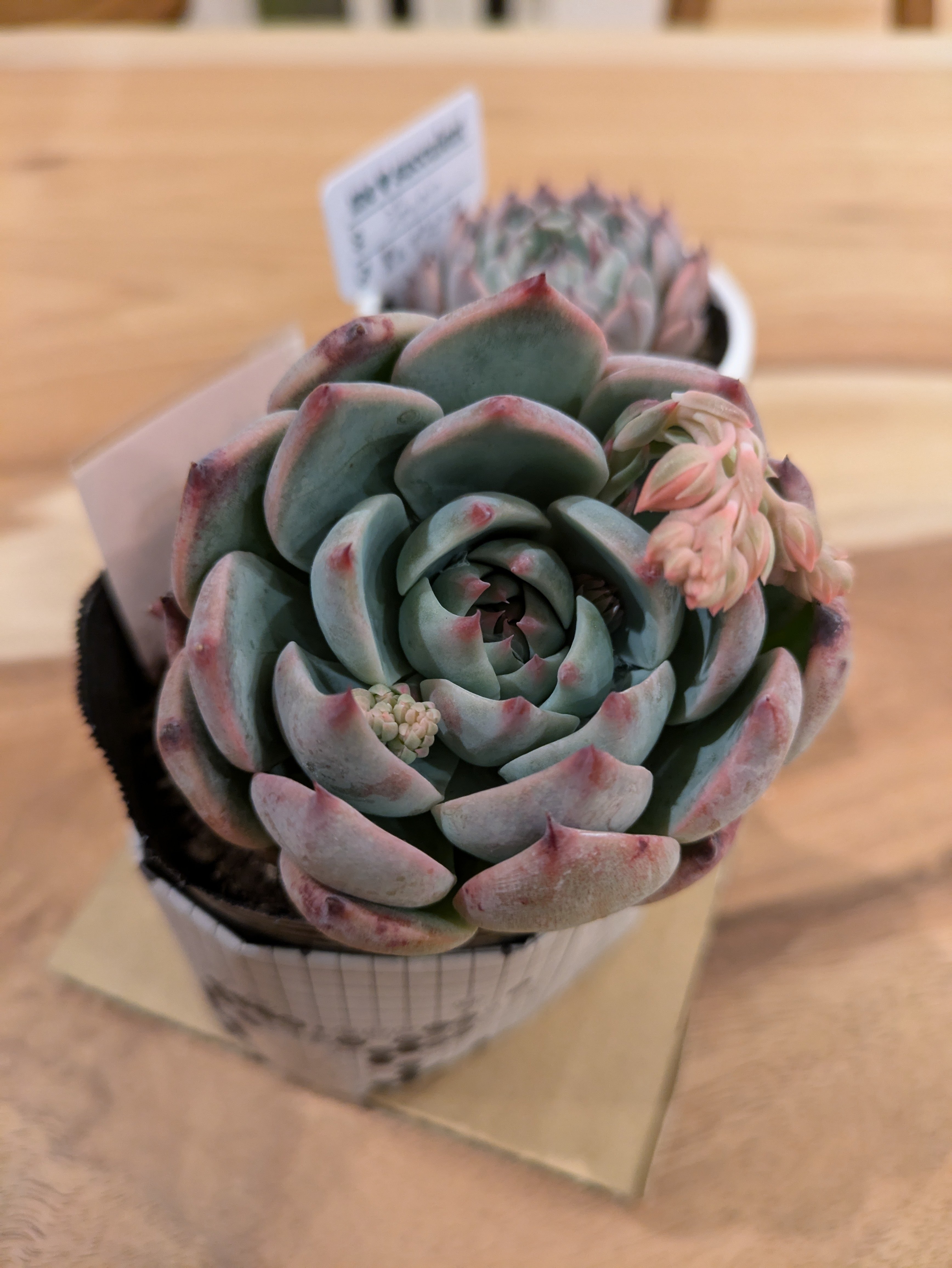 多肉植物】初心者向け:迷ったらこれ！多肉植物「桃太郎」が最強な3つの