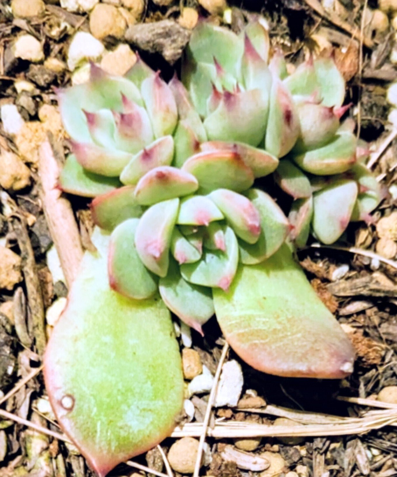 多肉植物】初心者向け:迷ったらこれ！多肉植物「桃太郎」が最強な3つの