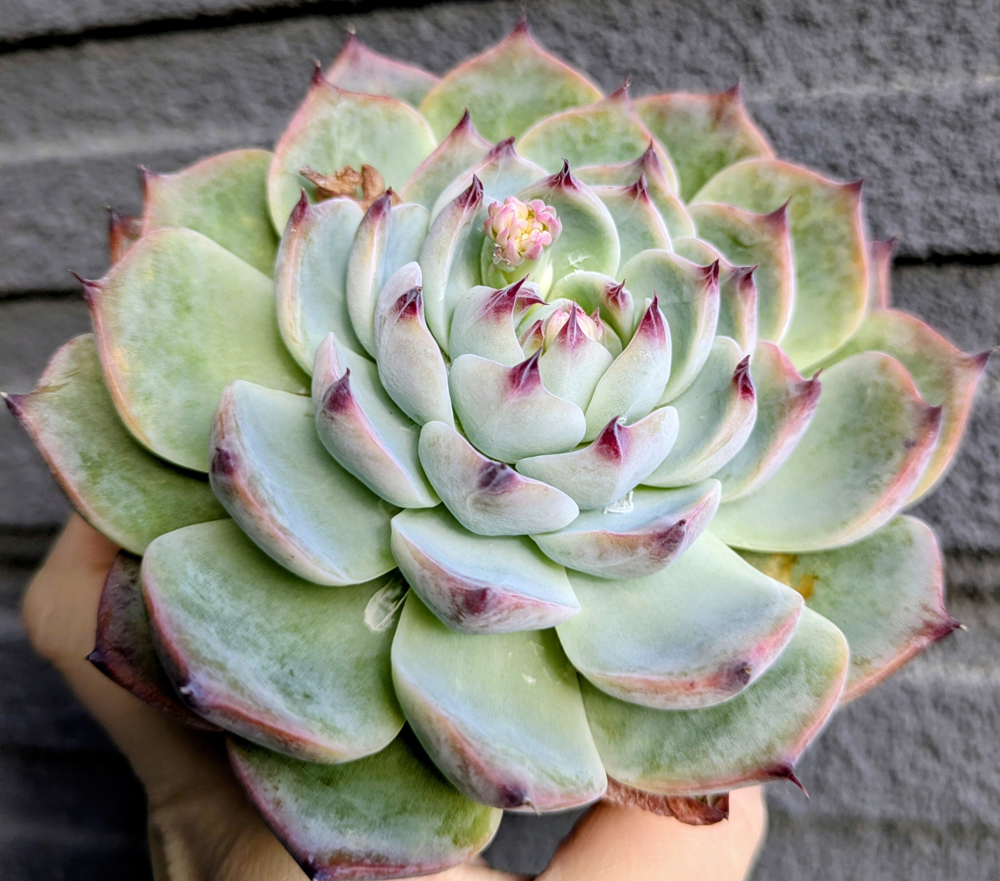 多肉植物】初心者向け:迷ったらこれ！多肉植物「桃太郎」が最強な3つの