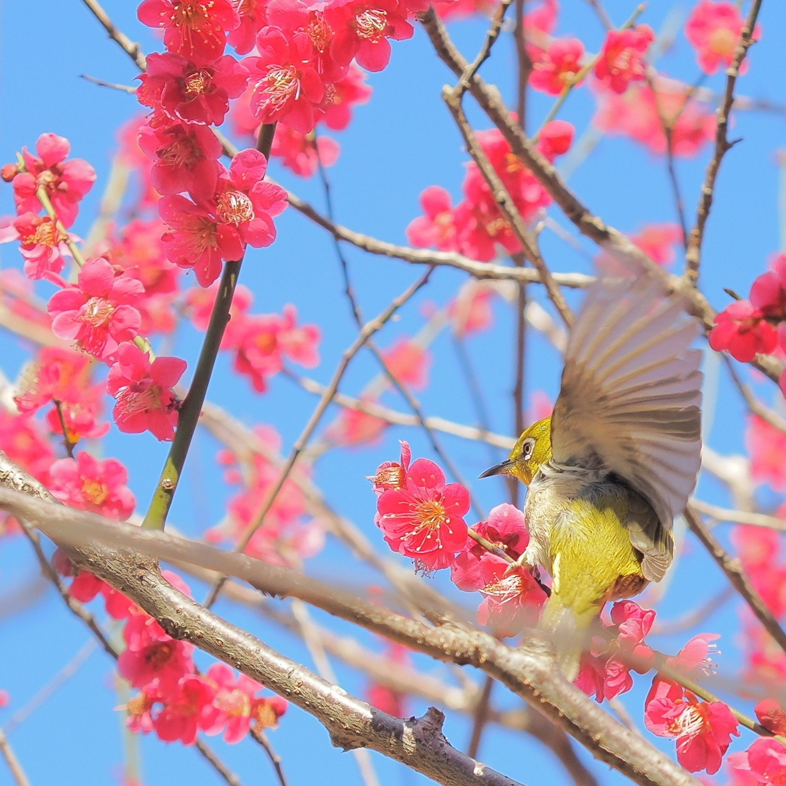 ファインダー越しに見えた、街と野鳥と家族の時間』 社員リレー#07 見