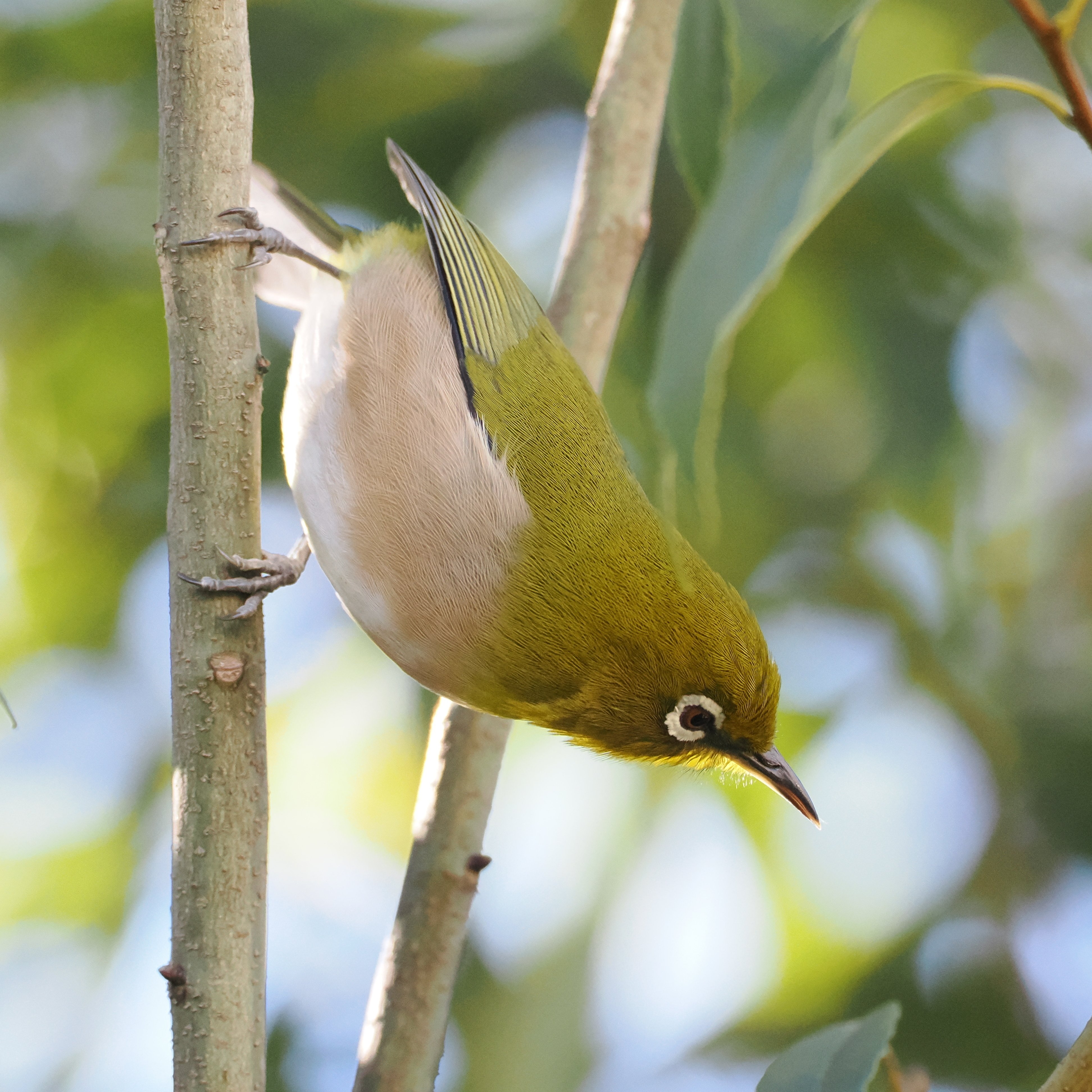 ファインダー越しに見えた、街と野鳥と家族の時間』 社員リレー#07 見