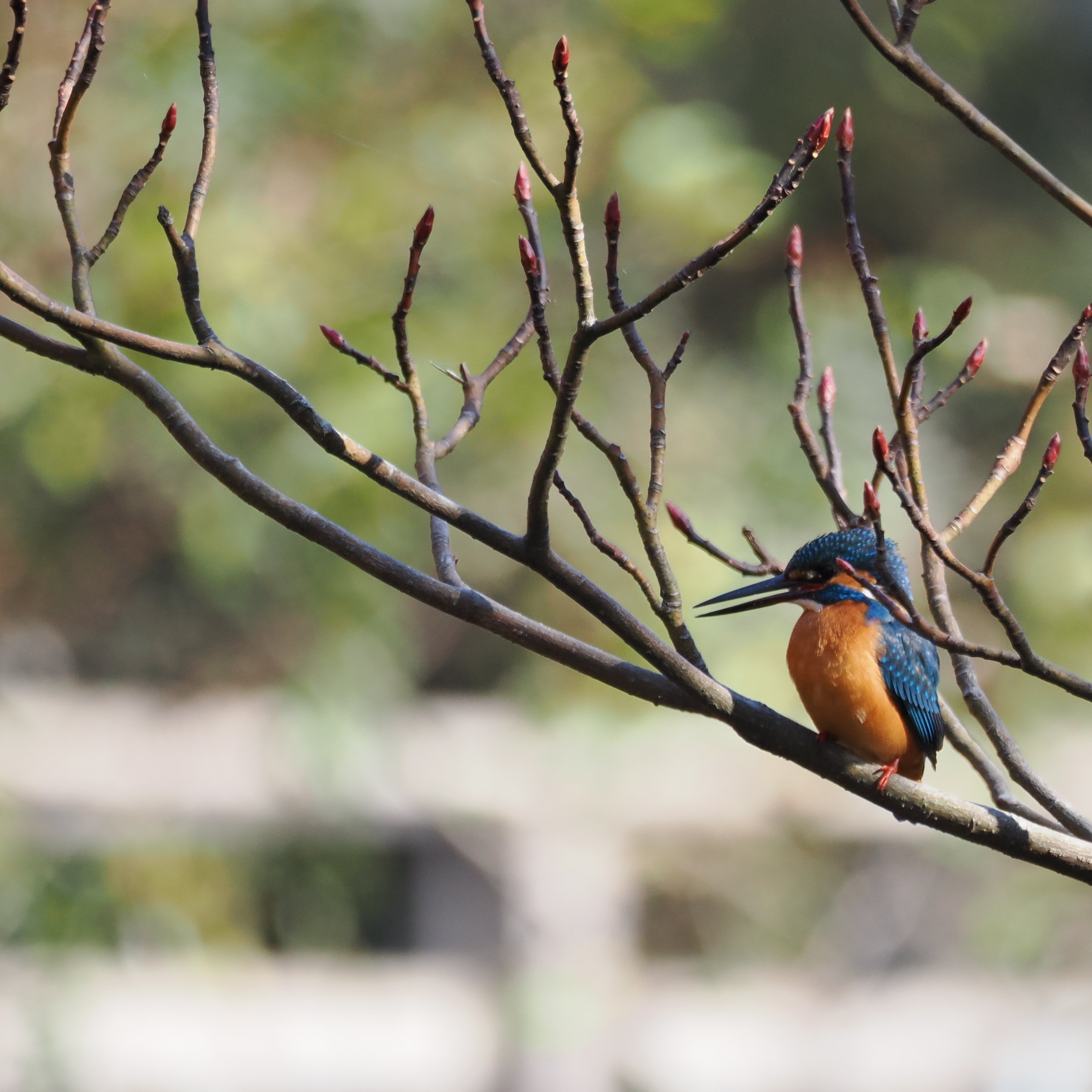 ファインダー越しに見えた、街と野鳥と家族の時間』 社員リレー#07 見