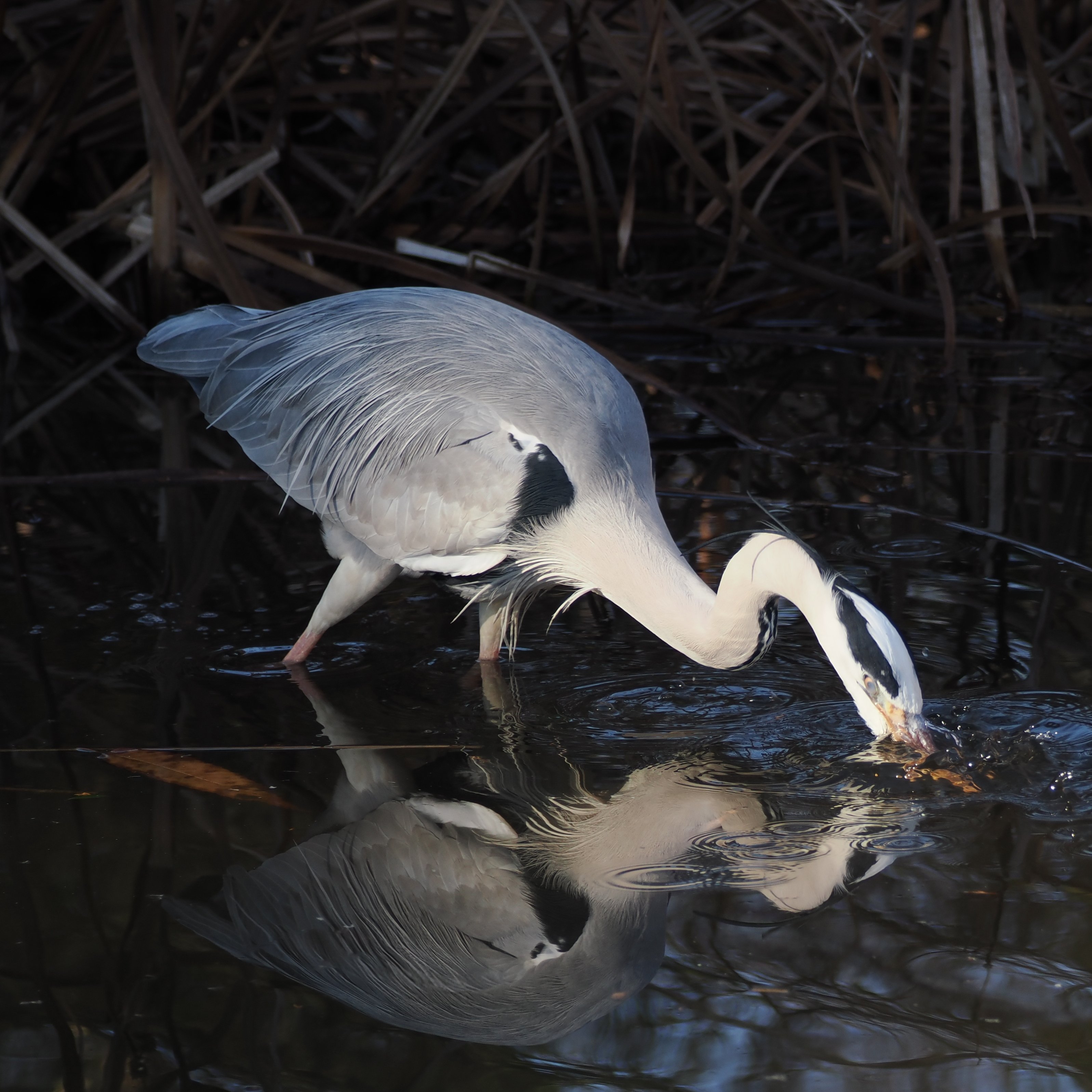 ファインダー越しに見えた、街と野鳥と家族の時間』 社員リレー#07 見