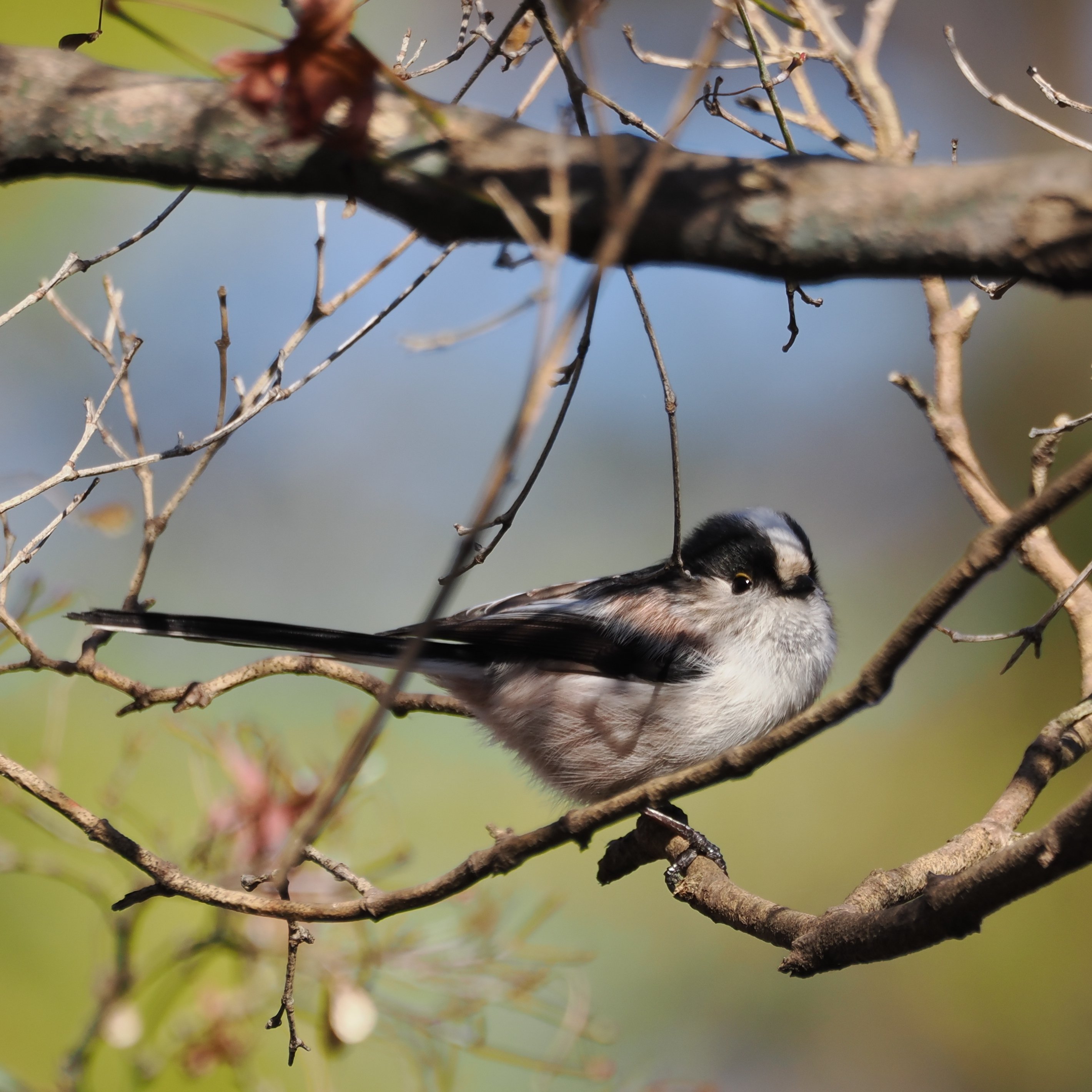ファインダー越しに見えた、街と野鳥と家族の時間』 社員リレー#07 見