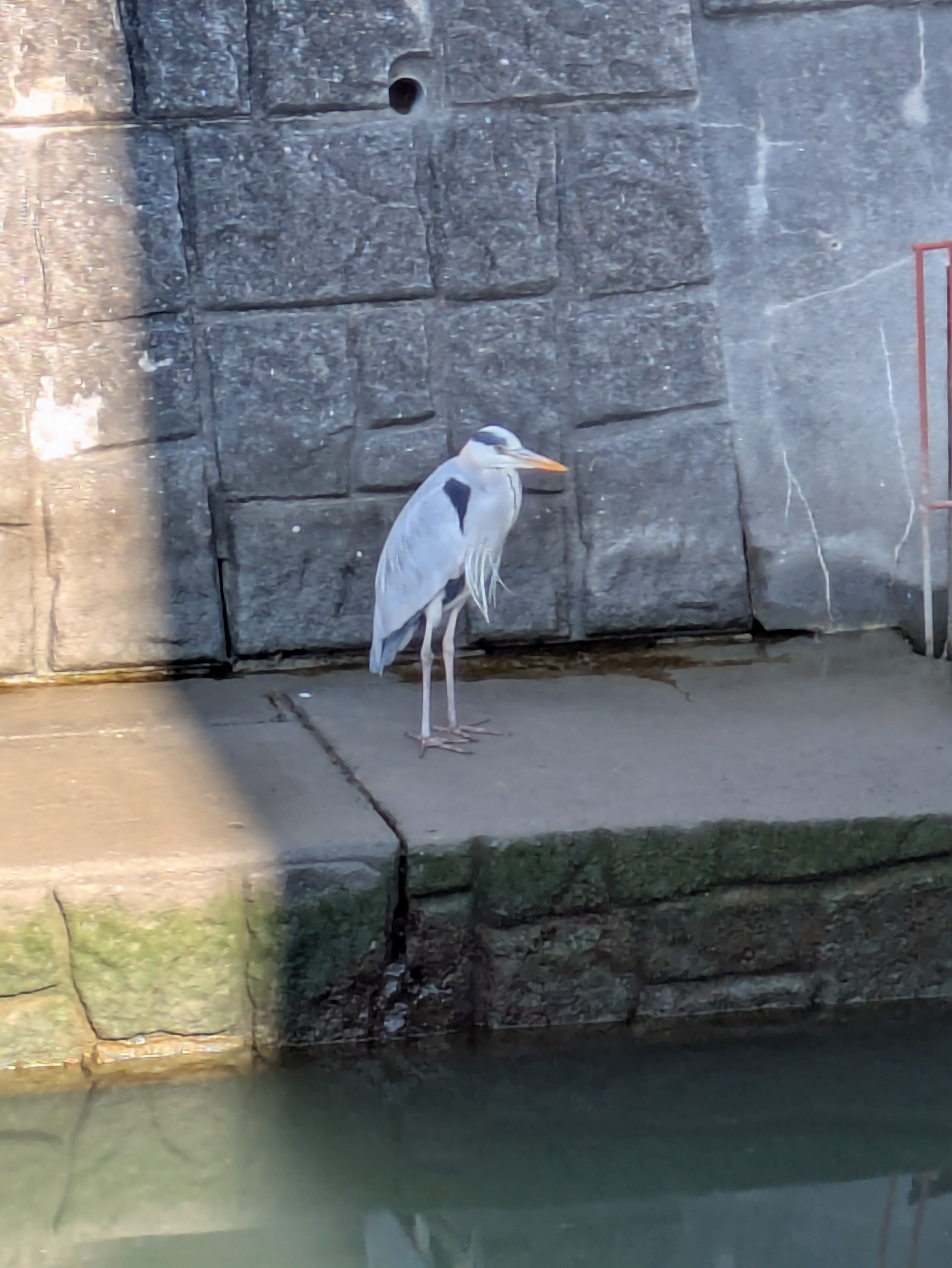 ありがとうございます｜みぶおいも